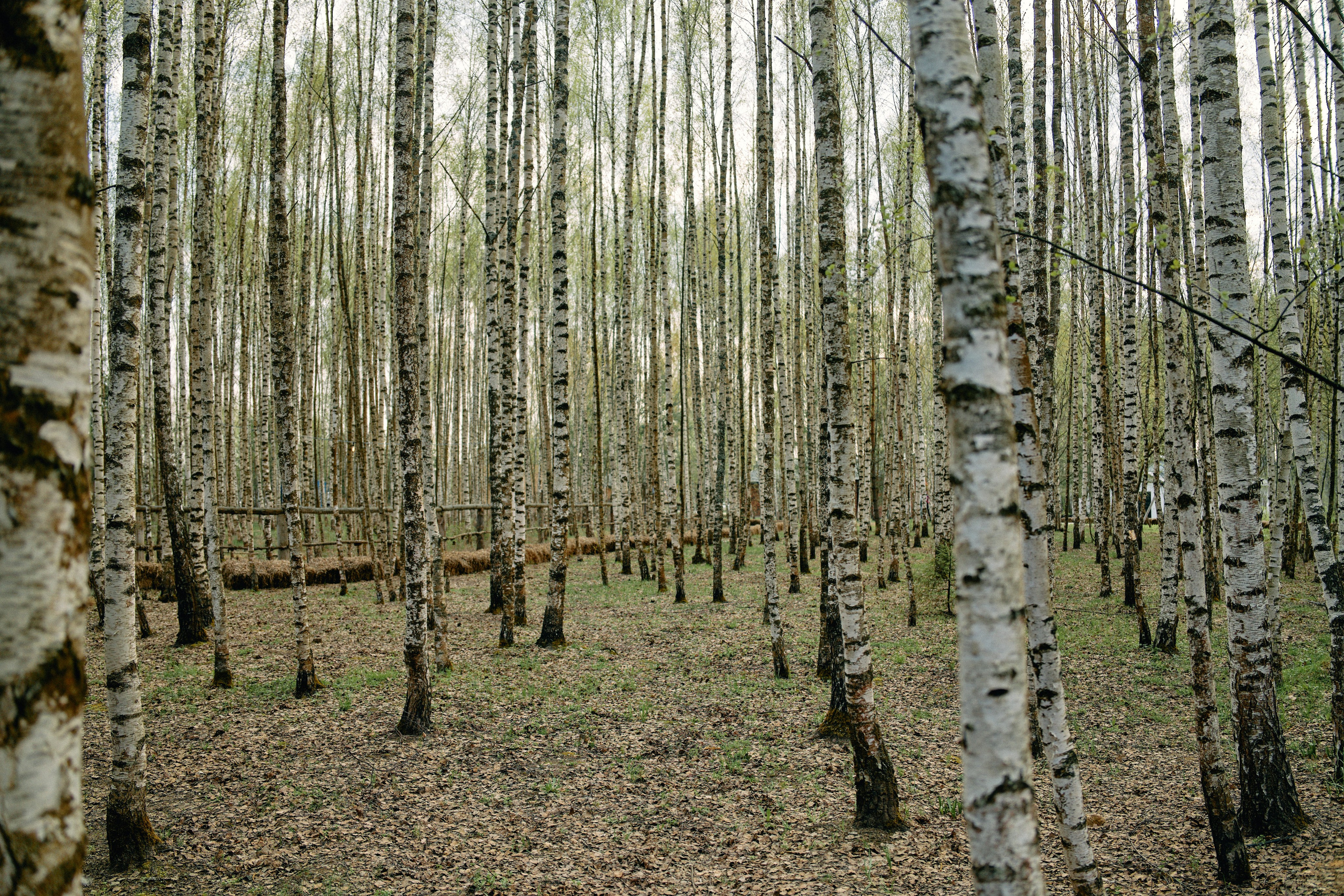Бутик-отель Поле летом. Профессиональный Фотограф во Владимире, в Москве и в Суздале — Полина Романычева