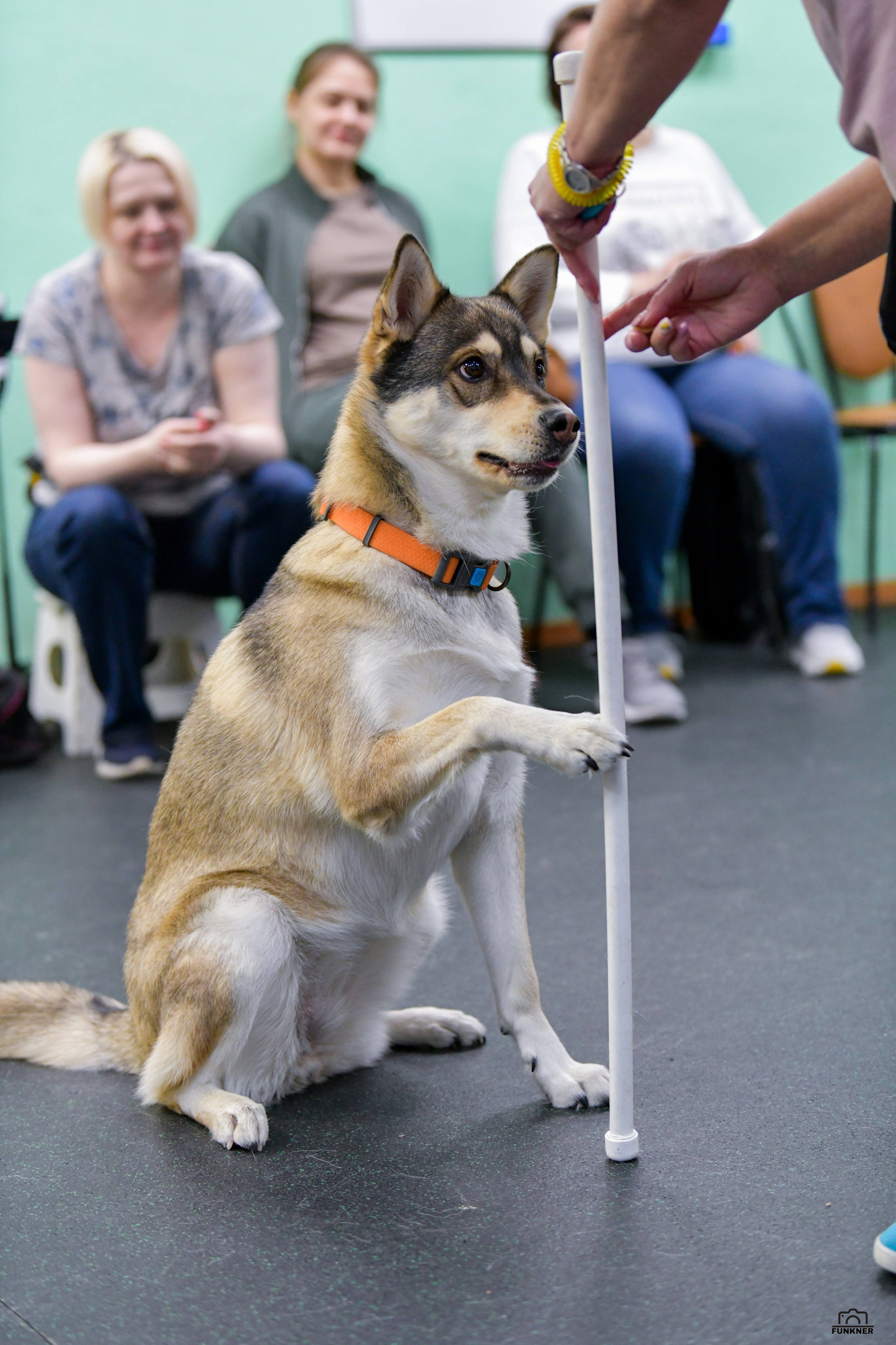 Кинологический клуб «Бодрый хвост». Свой взгляд через объектив