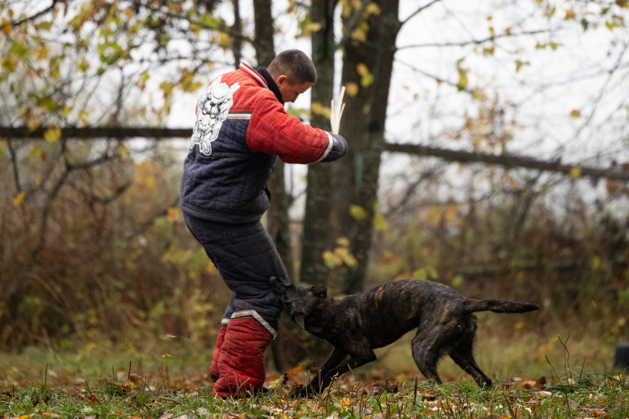 Соревнования по Мондьорингу г. Вологда. Фотограф-анималист Анна Маринич