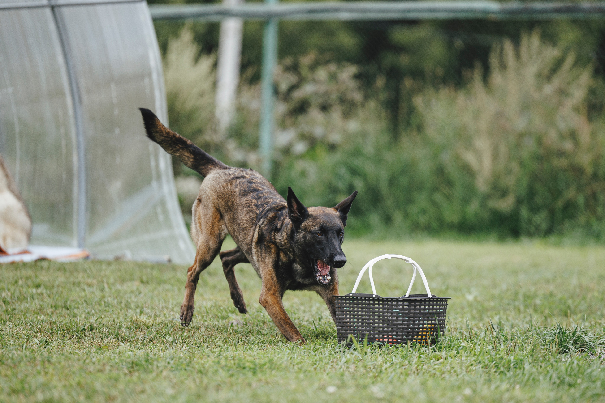 08.08.25-10.08.25 ЧР по мондьорингу г. Вологда. Фотограф-анималист Анна Маринич