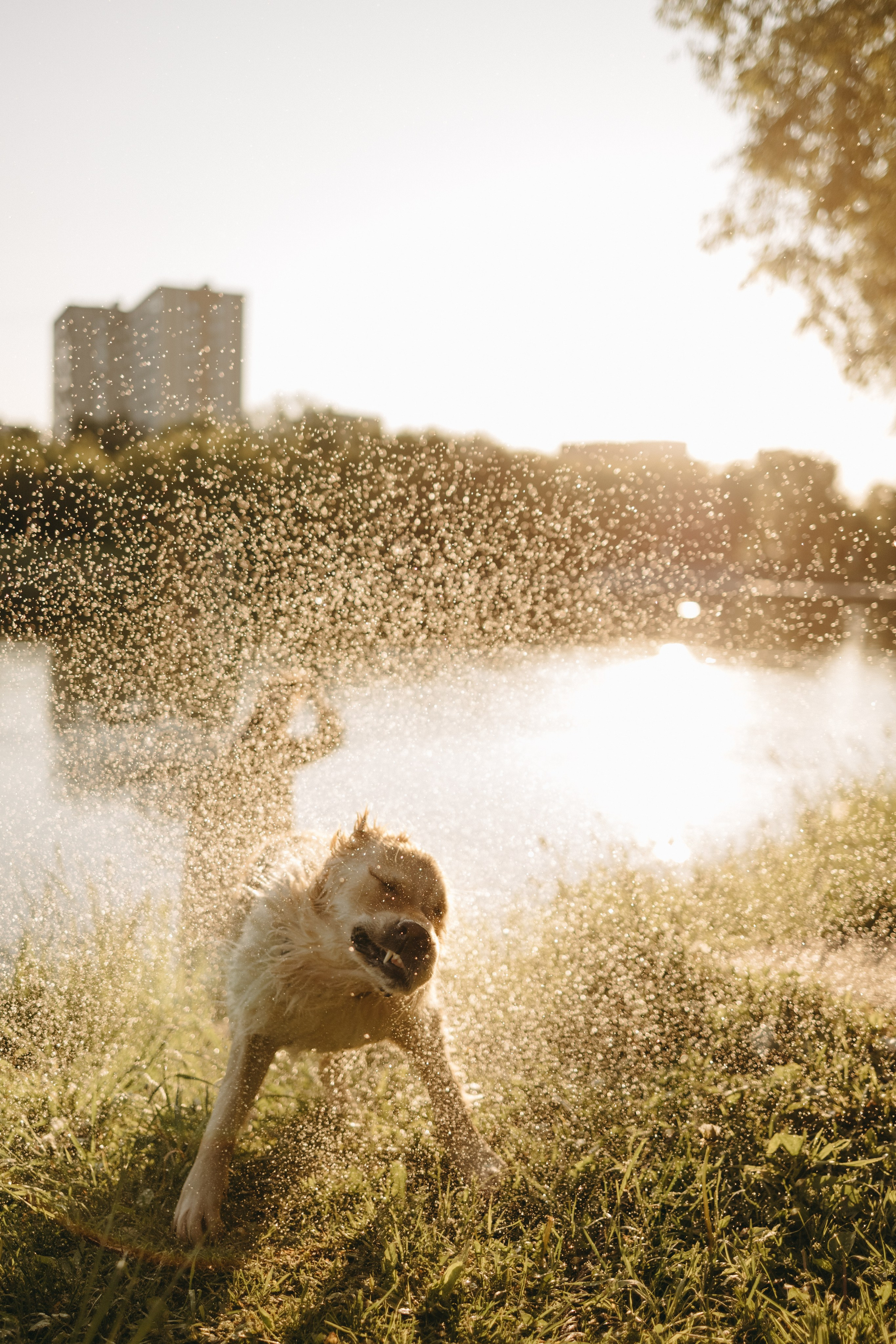 Пенни и ребята. Фотограф — Анималист | Санкт-Петербург