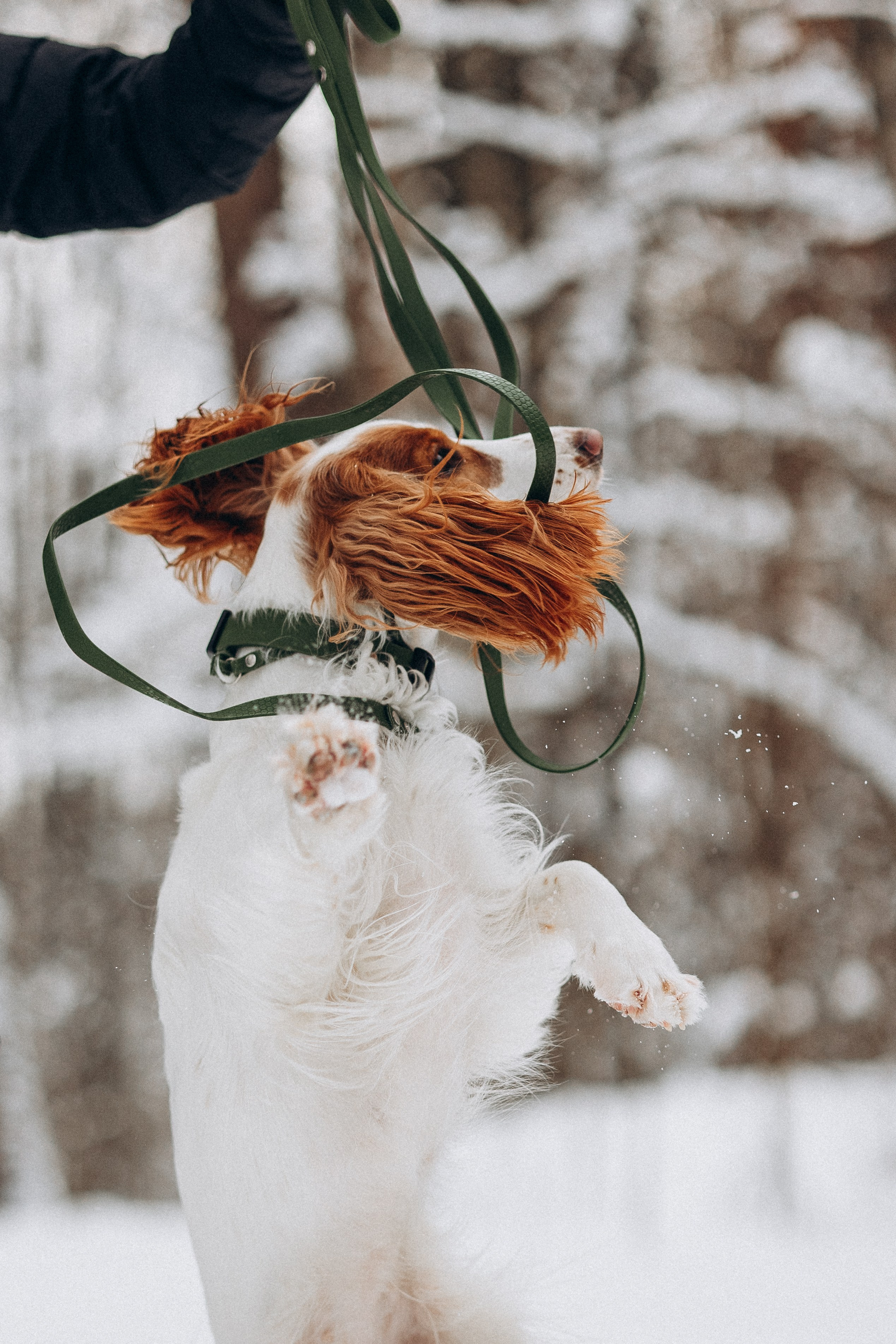 Амуниция «Бобик» 2. Фотораф — анималист Мария Шистка