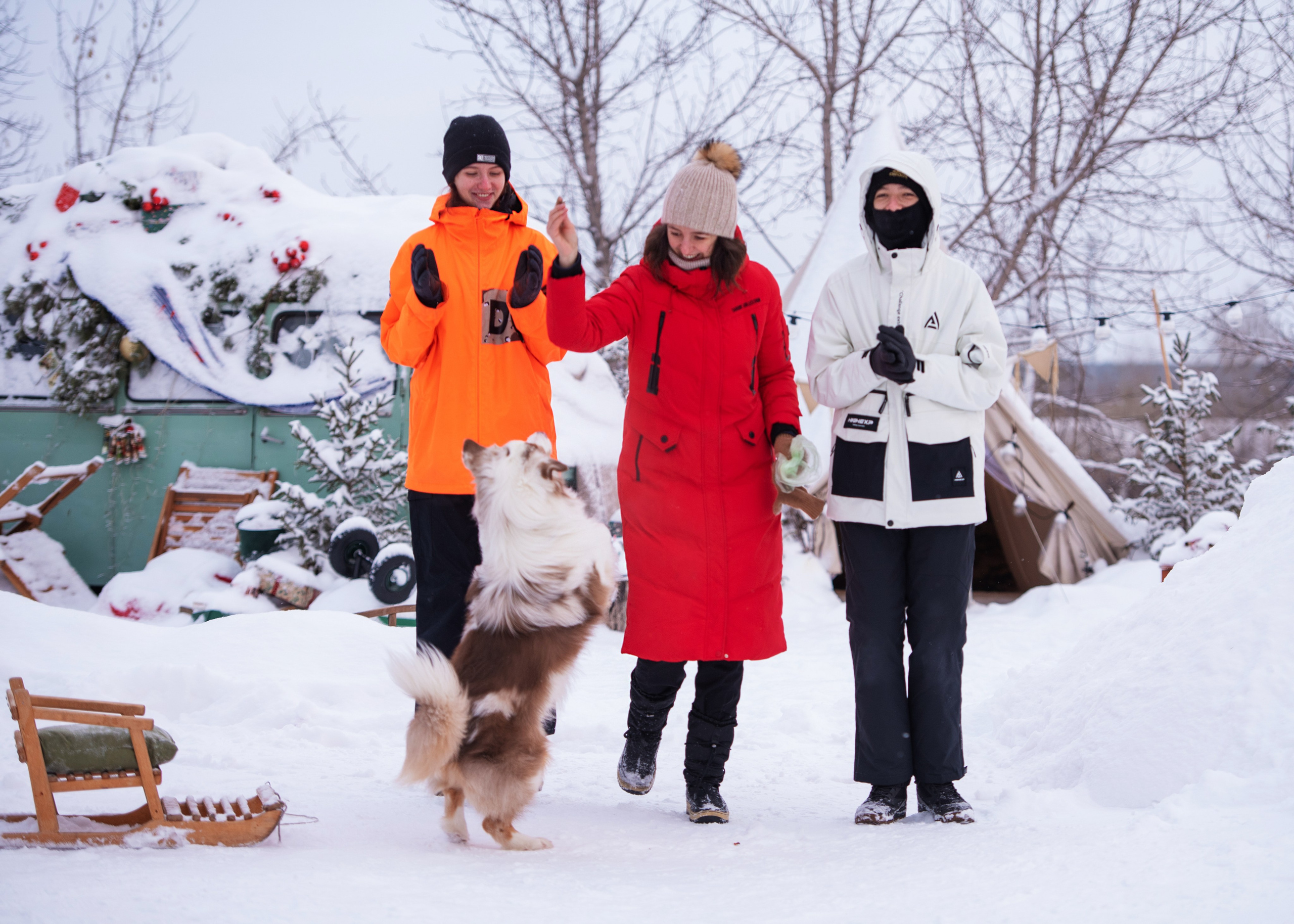 Аусси и его семья. Дог-фотограф в Тюмени Александра Королева