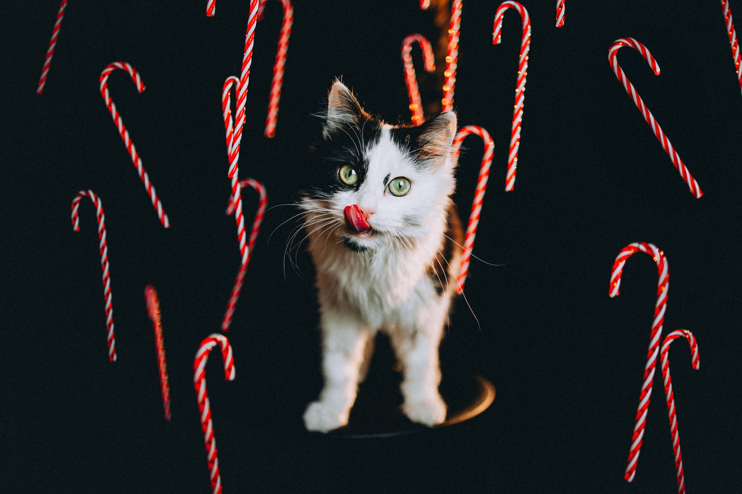 Джек, Бет и Кову