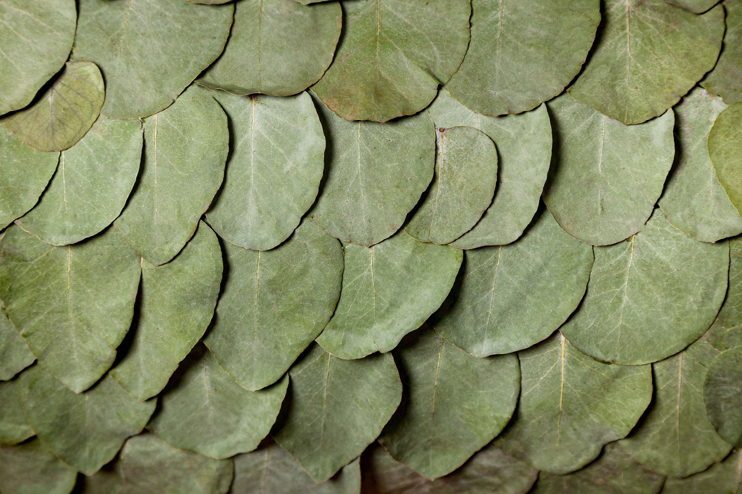 Букет-муфта, флорист Маргарита Гладкова. Флорист Маргарита Гладкова