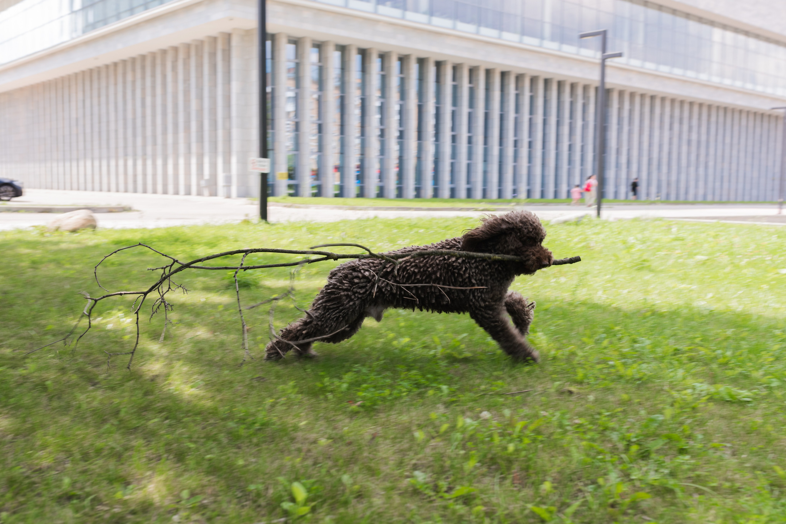 Pets. Фотограф в Москве Daria Lens