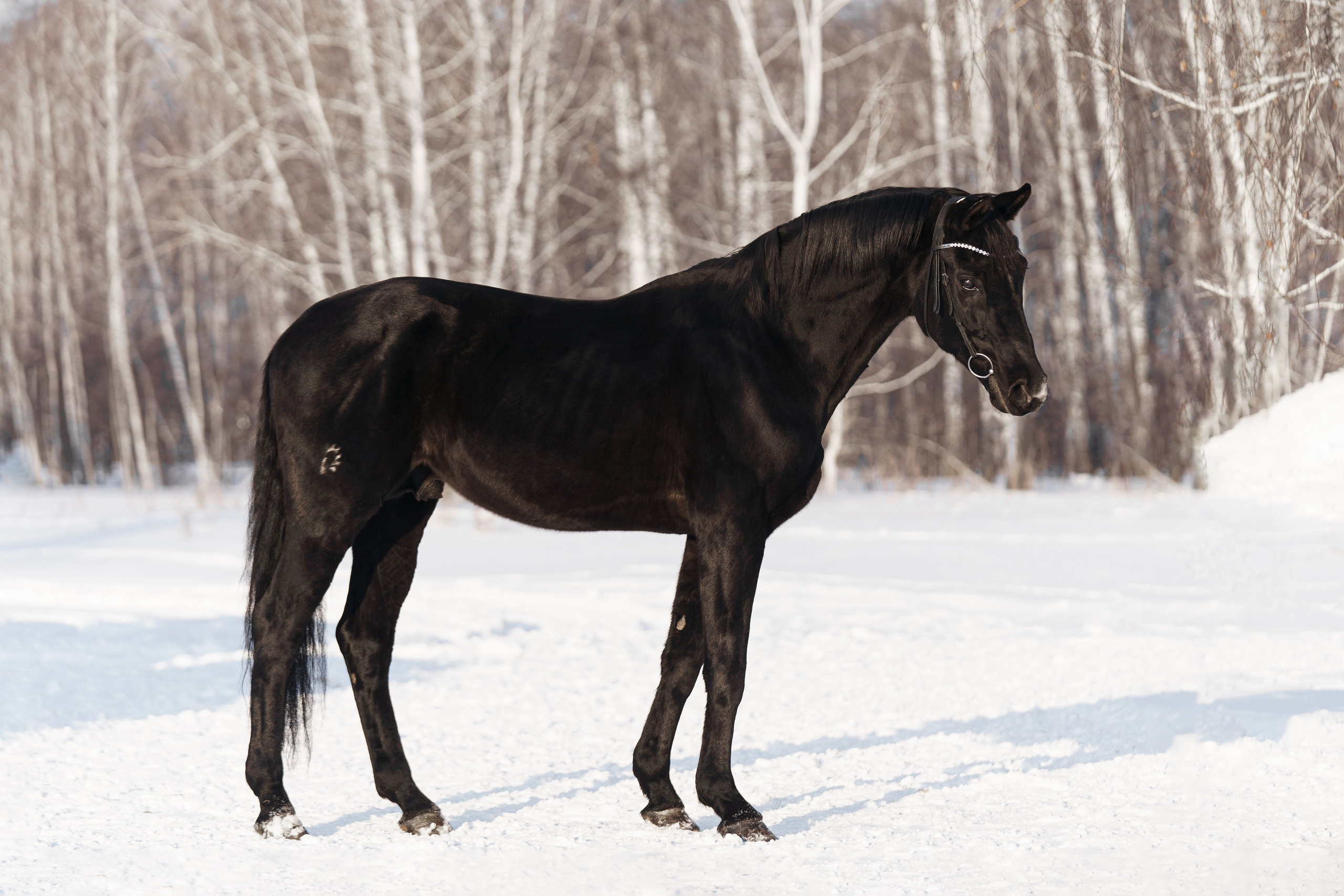 Парламент. Главная