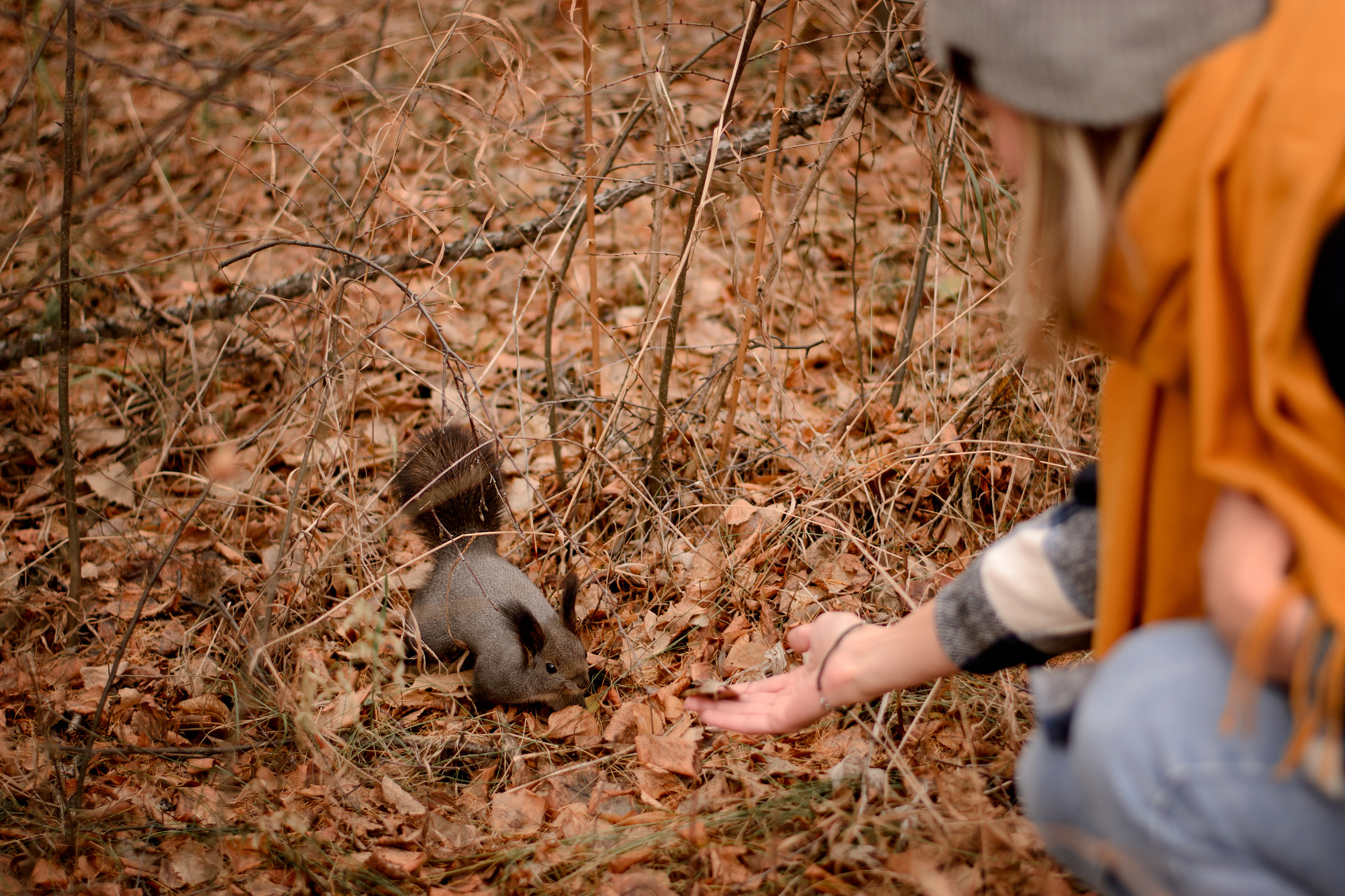 Валерия и краски осени. Приподаева Алёна семейный и детский фотограф в Красноярске