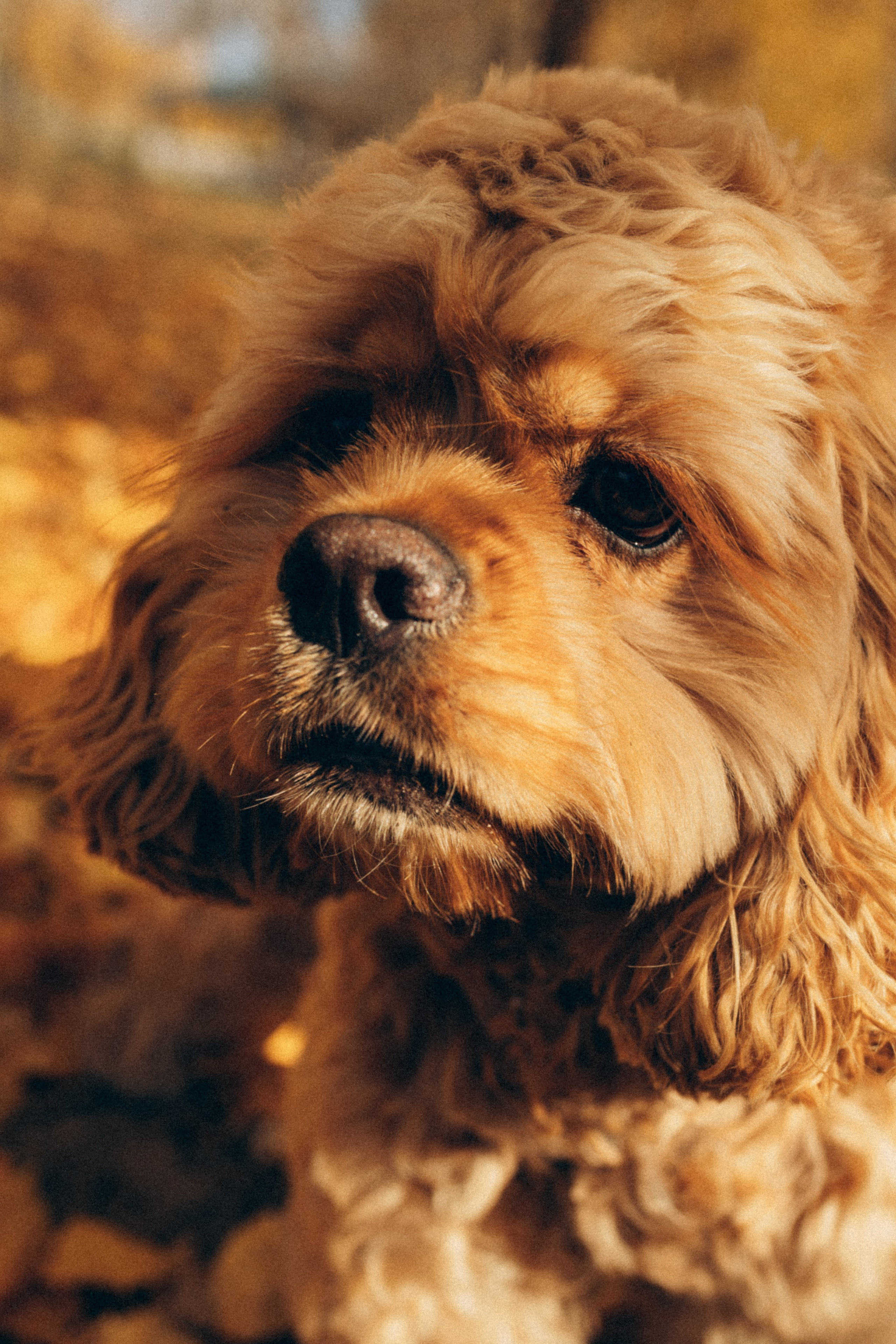 Саша Леся и Чипс. Свадебный фотограф Казань