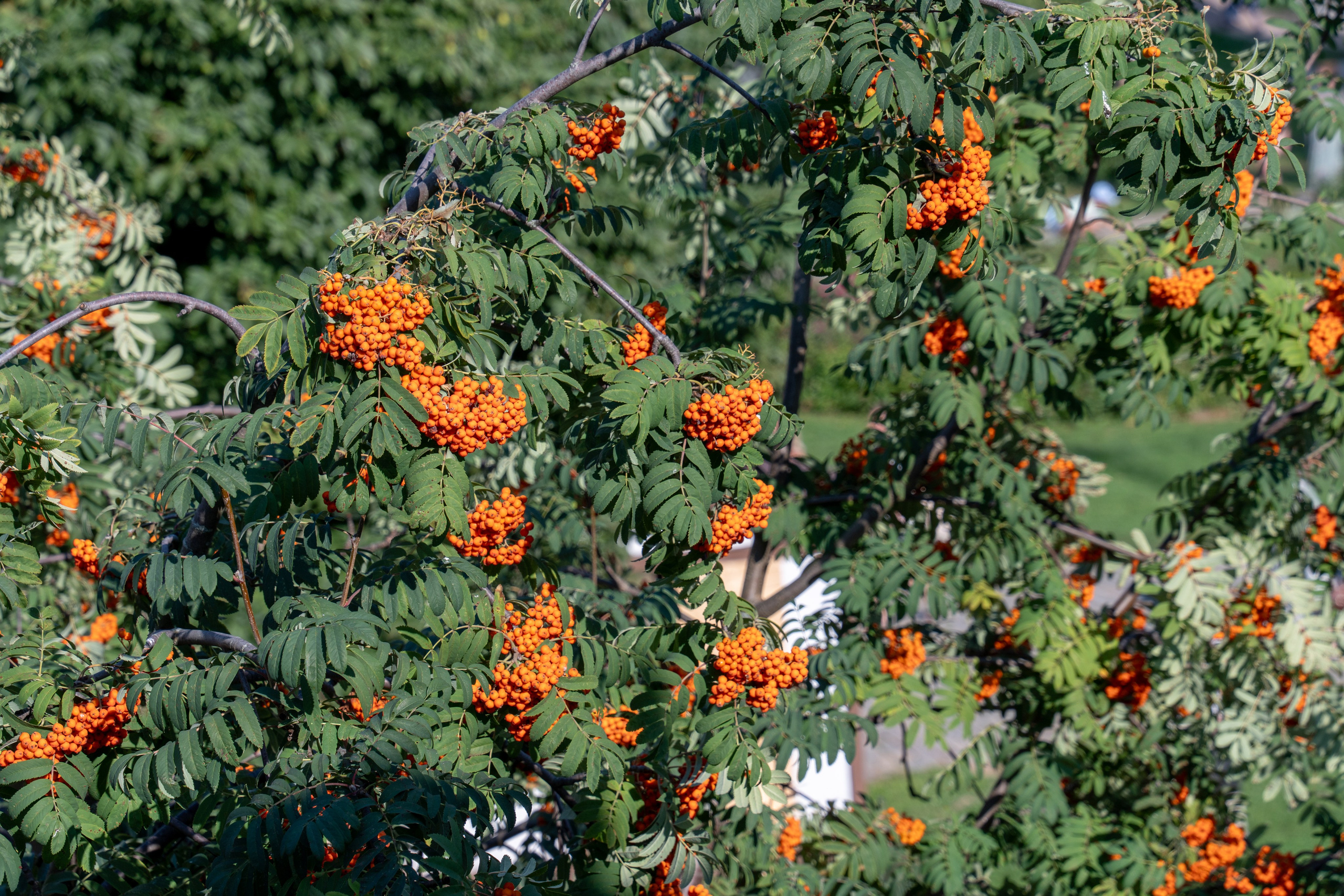 20250729-30 Ростов. Дмитрий Ремизов. Фотография, как хобби