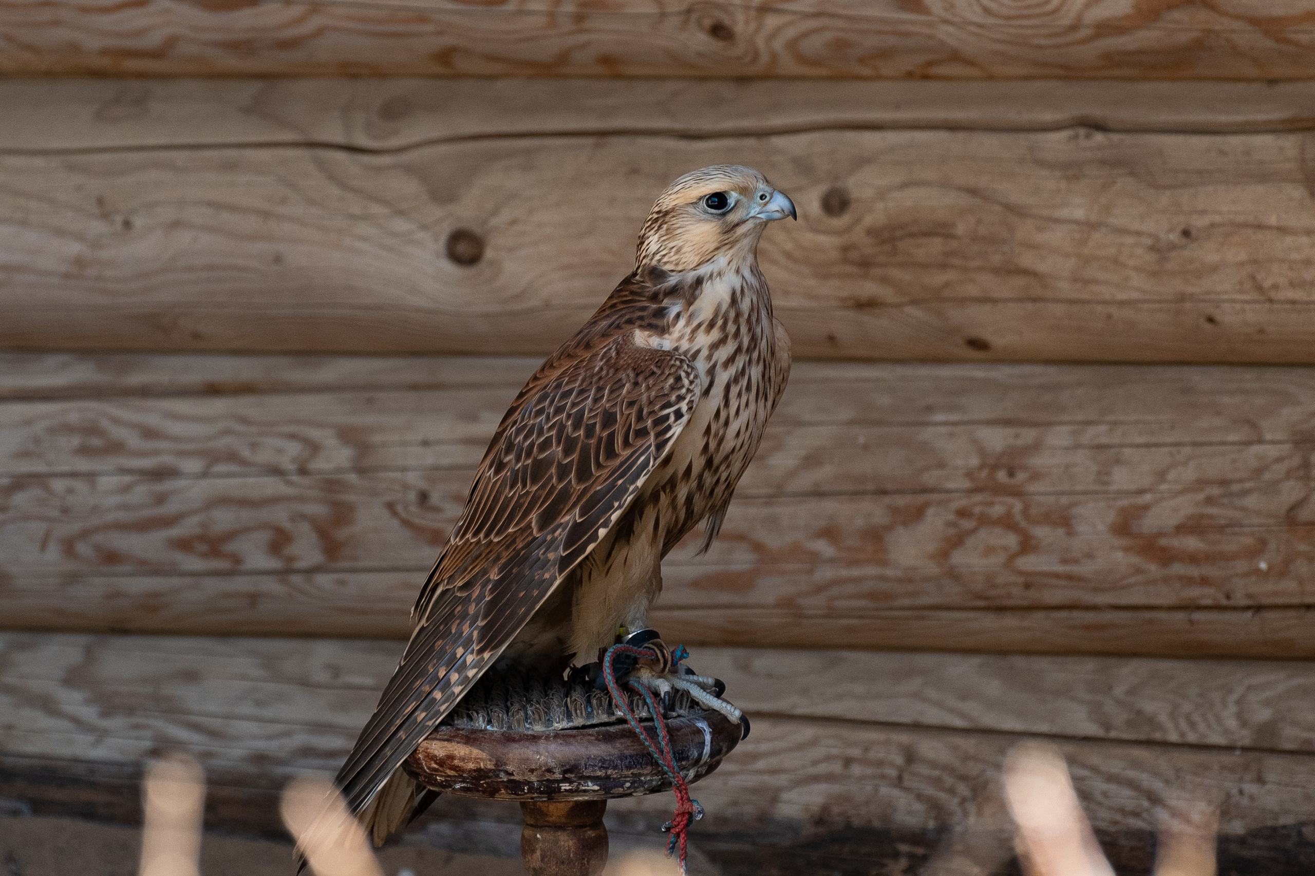 20220320 Коломенское. Дмитрий Ремизов. Фотография, как хобби