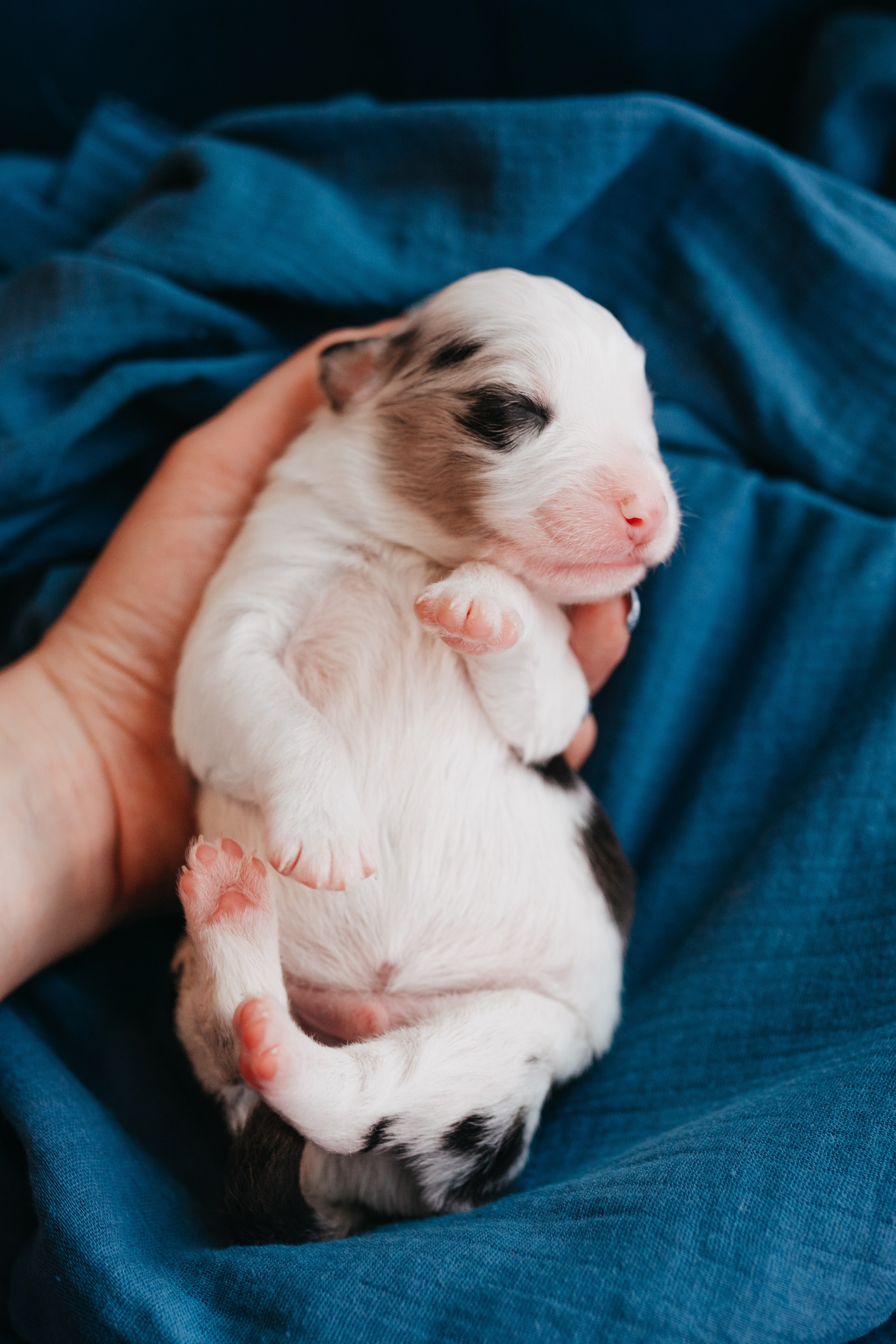 Аусси. Фотограф анималист Осипчикова Мария