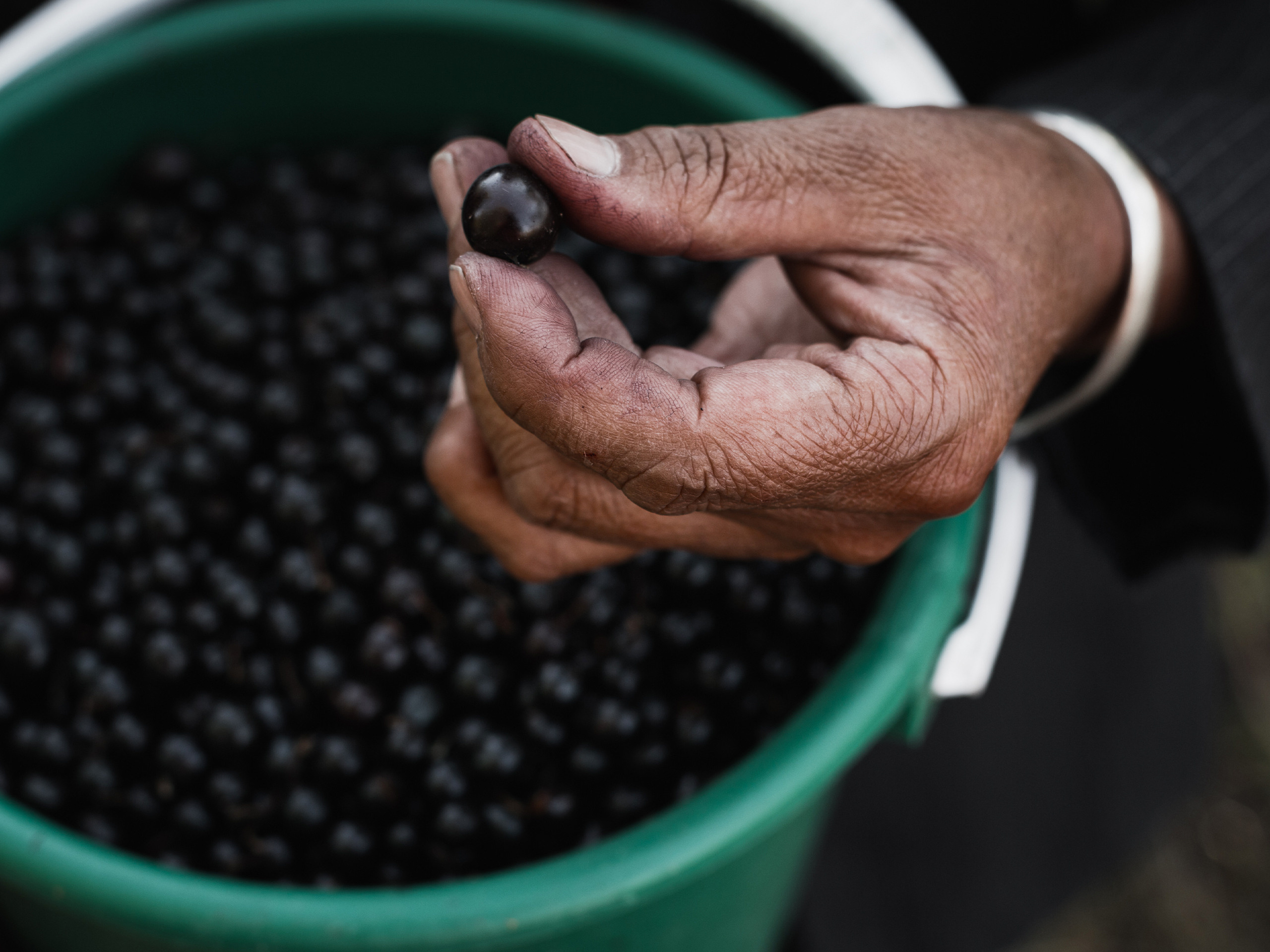 Berries. Адиль Абильтаев|Фотограф|Астана