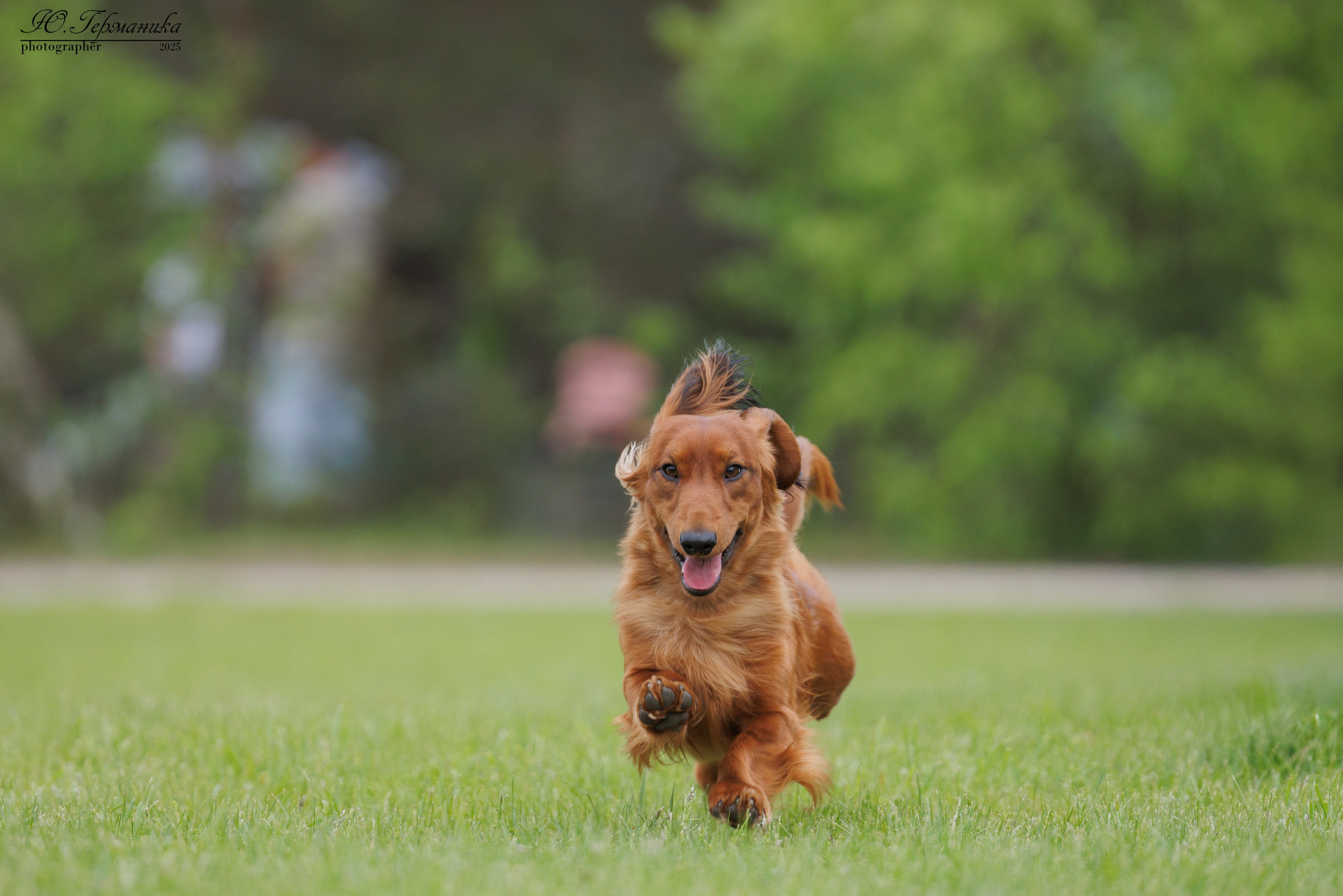 Суздаль(Владимир)17-18.05.2025. Фотограф-анималист Юлия Германика