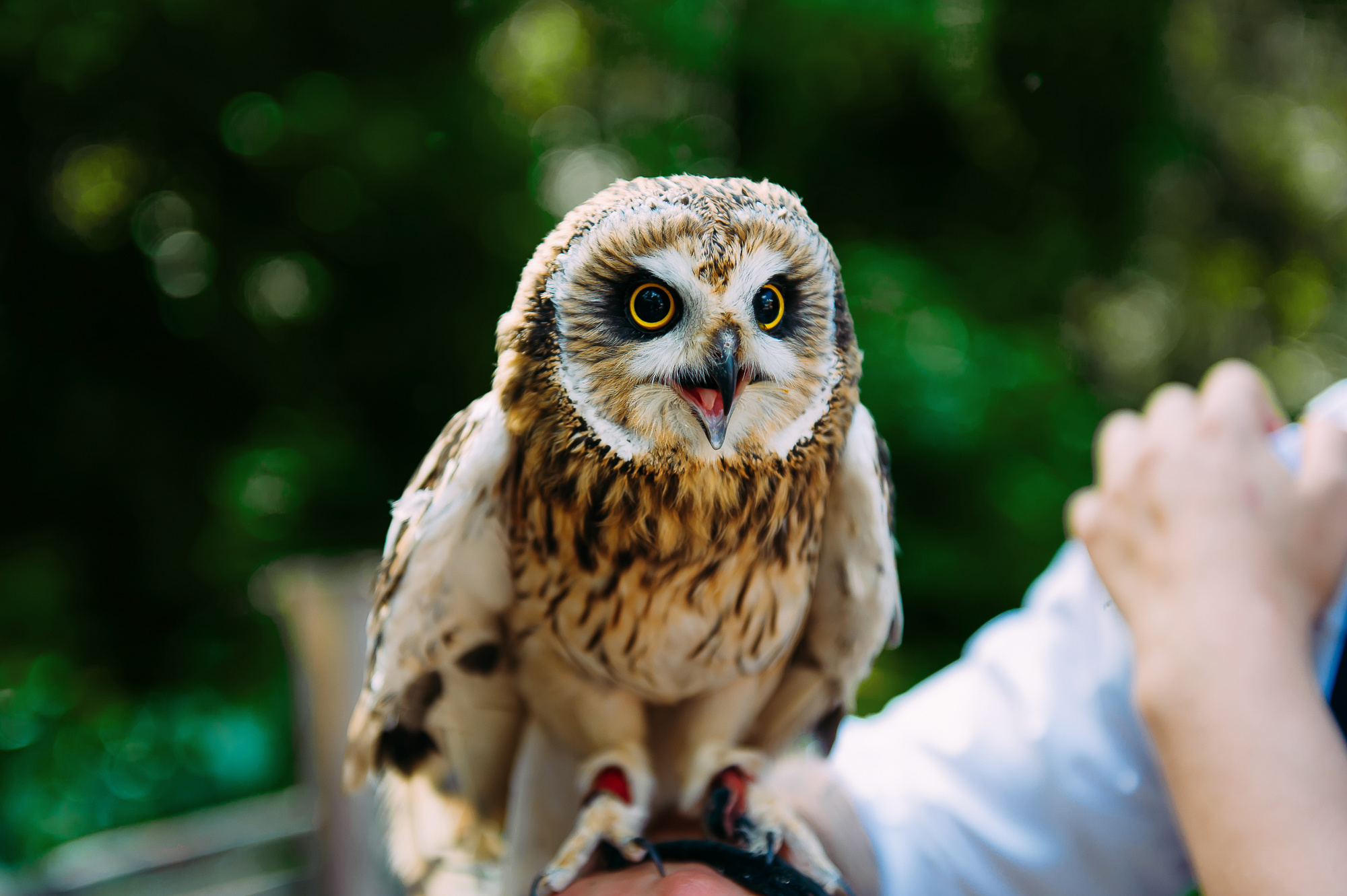 Любовь и Евгений. Свадебный и семейный фотограф в Новосибирске Александр Счастный