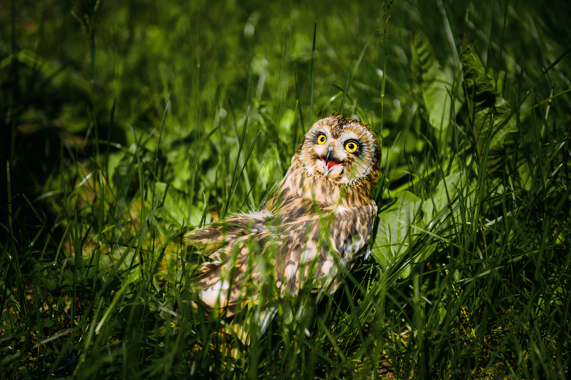 Любовь и Евгений. Свадебный и семейный фотограф в Новосибирске Александр Счастный