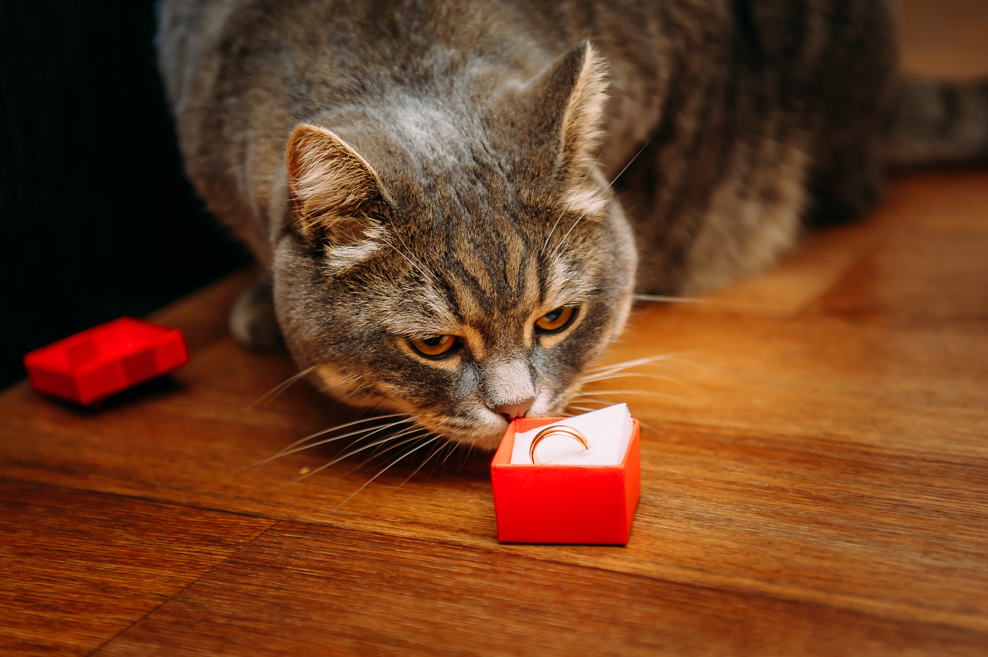 Анна и Дмитрий. Свадебный и семейный фотограф в Новосибирске Александр Счастный