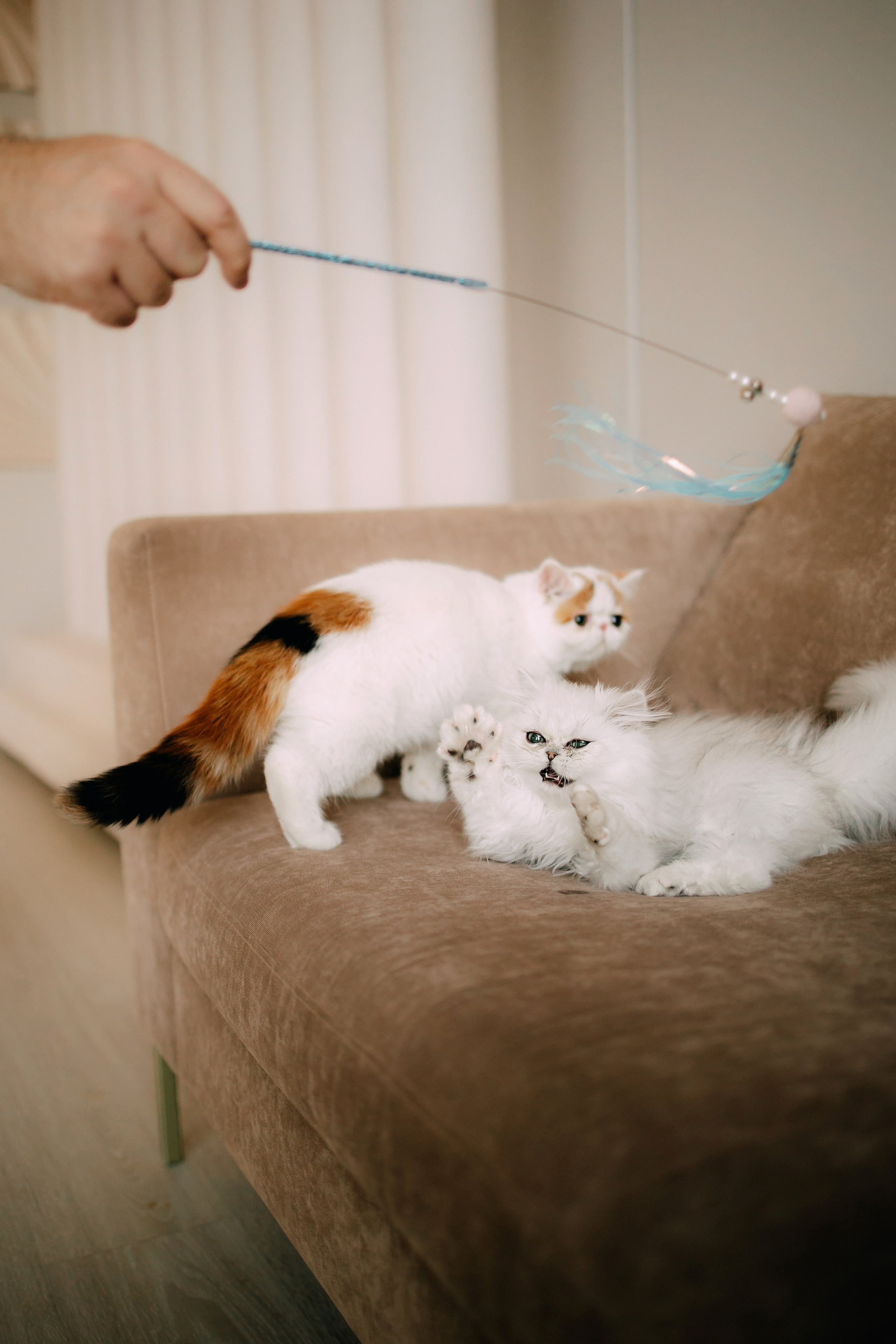 Султан, Мэй Мэй и Шанталь и их семья