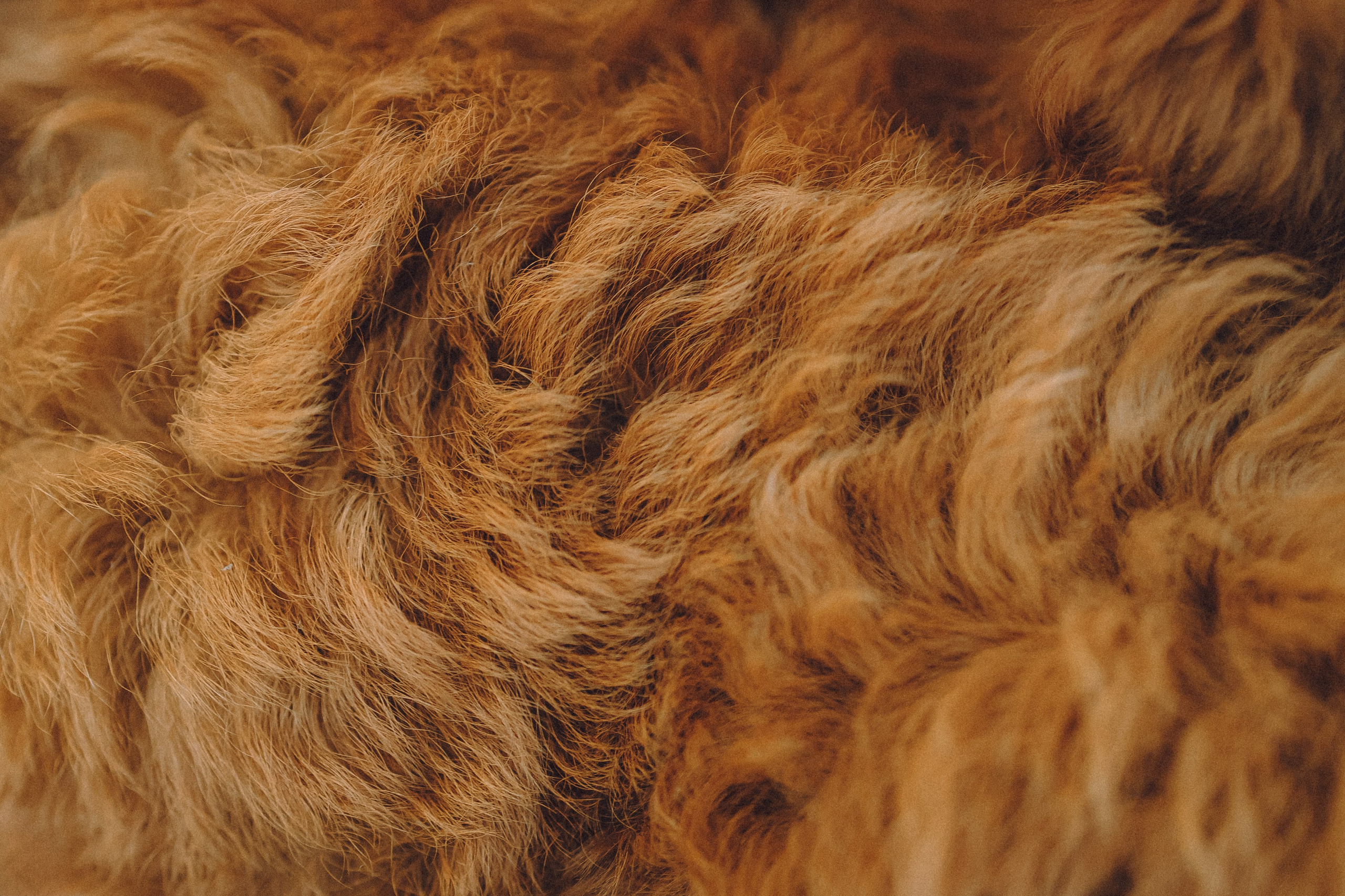 Гречка, Кари и щенки