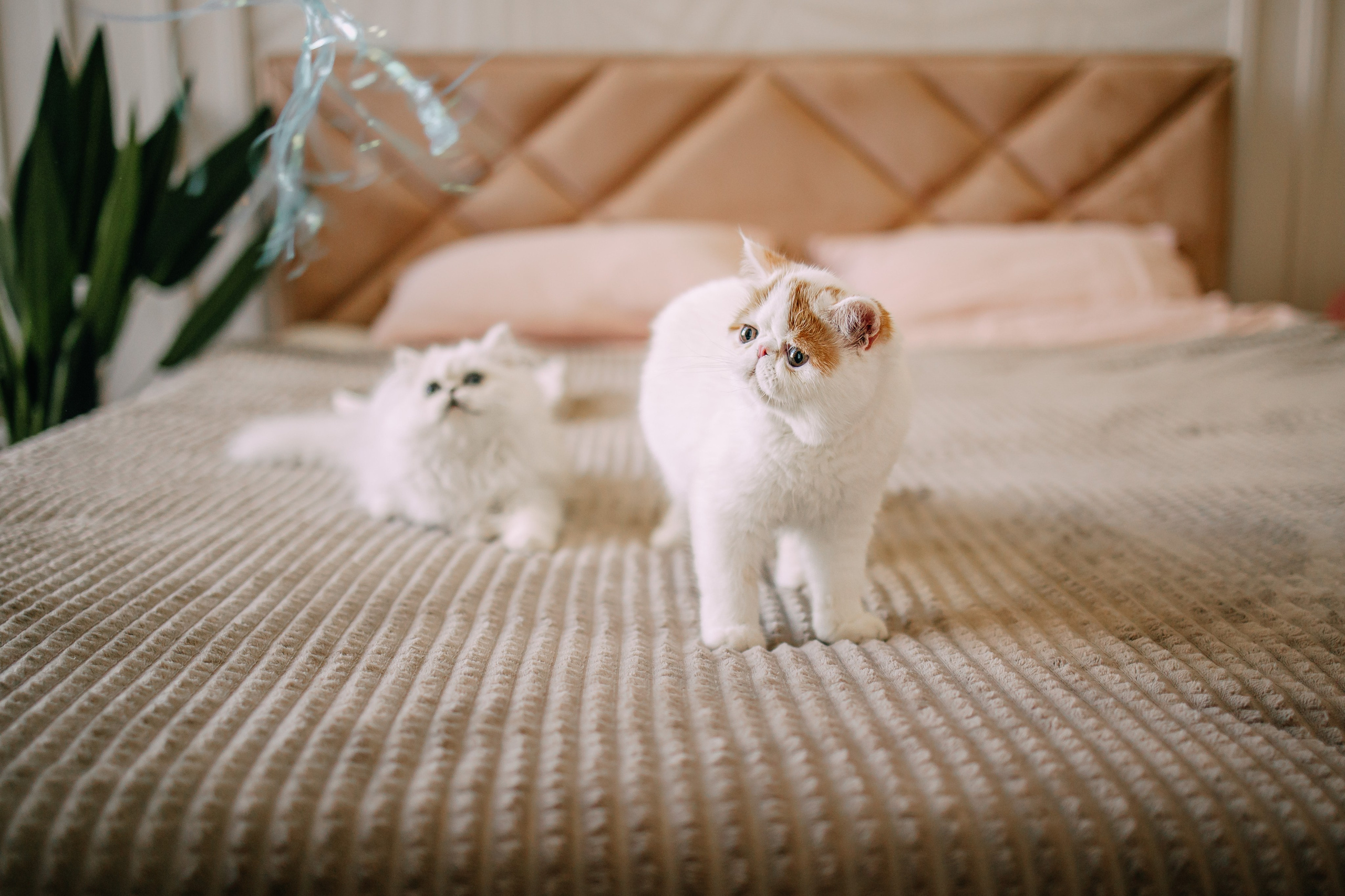 Султан, Мэй Мэй и Шанталь и их семья