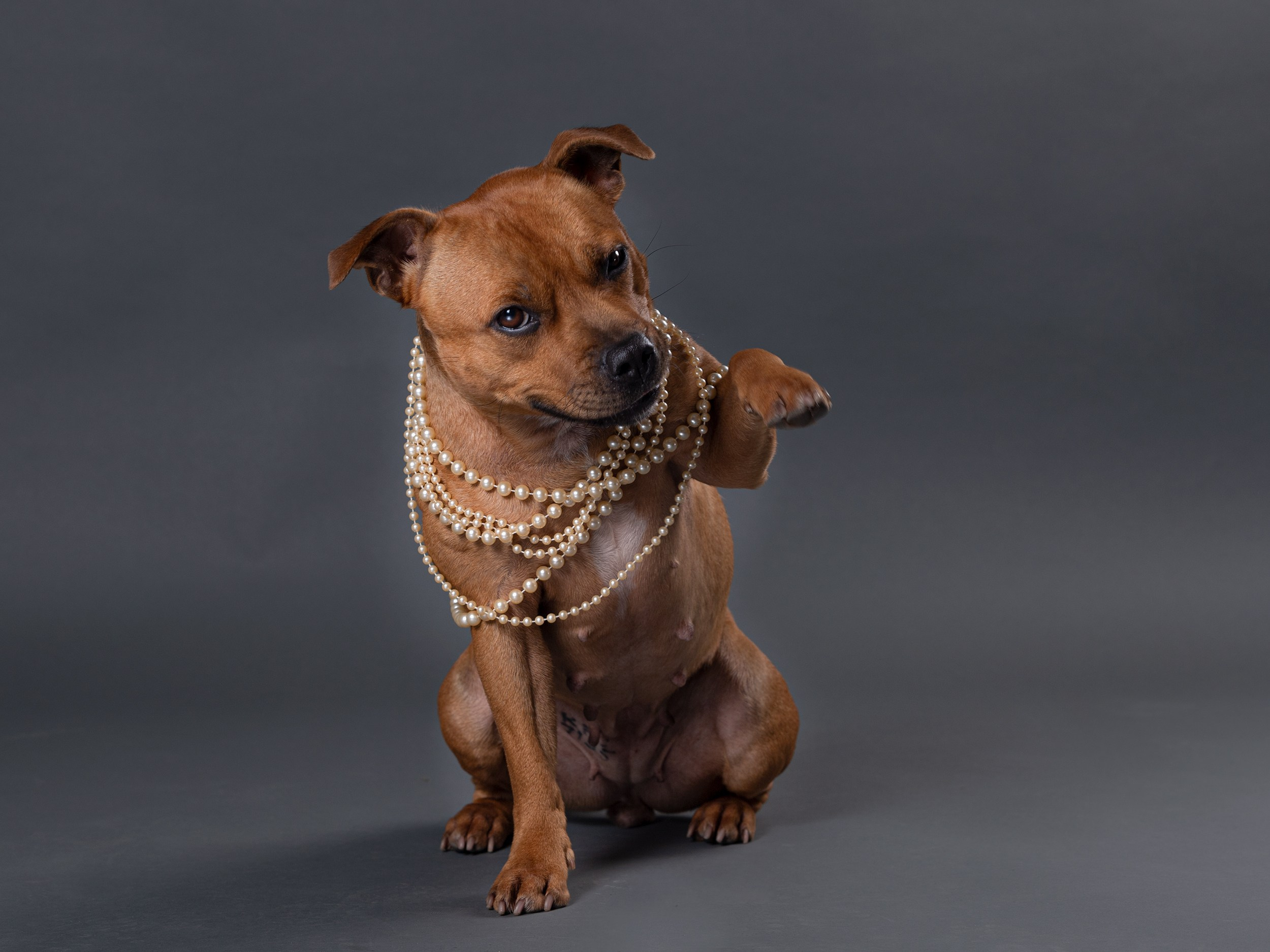 Студия. Фотограф-анималист в Калуге Мария Шерскова