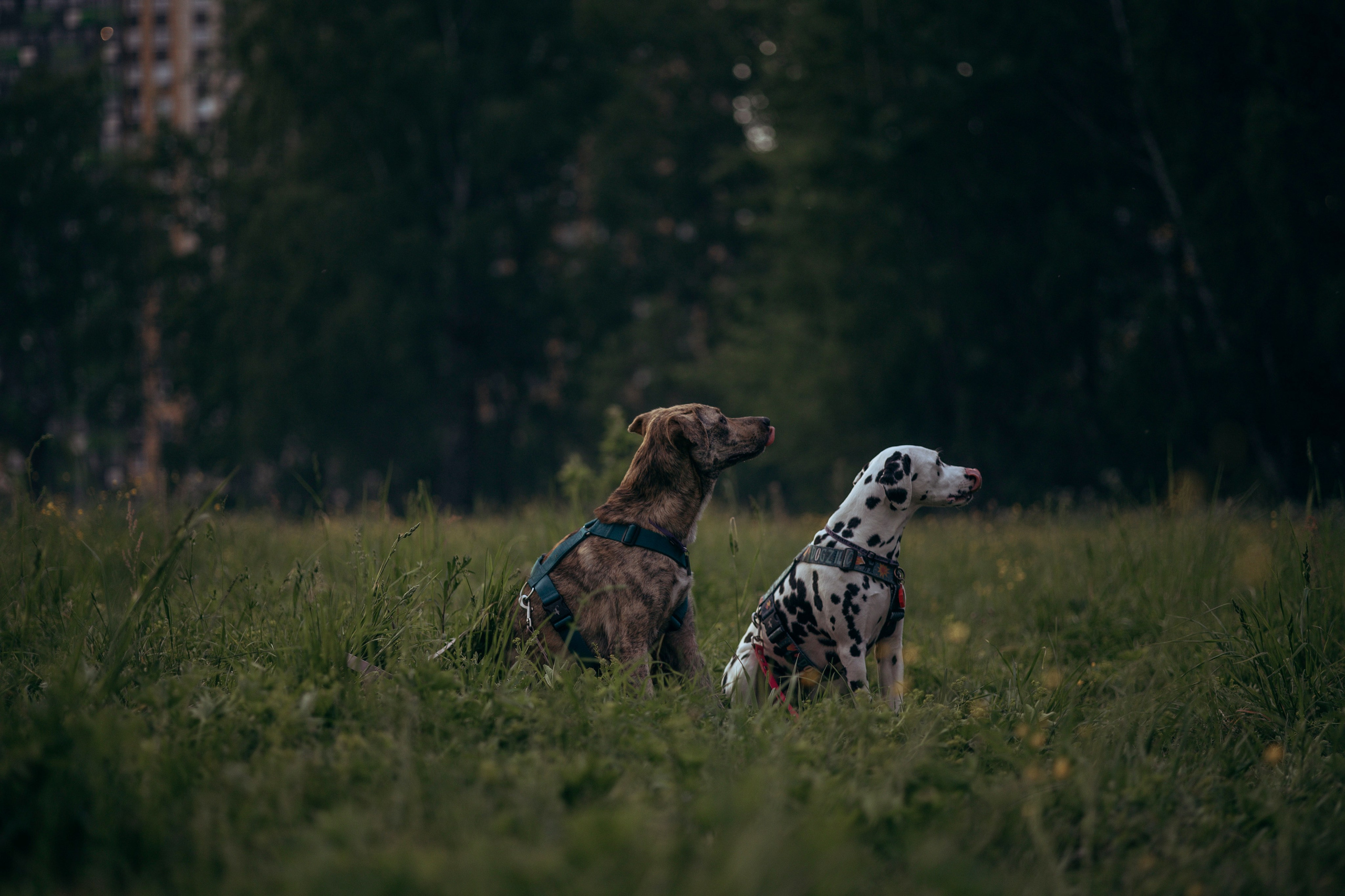 Съемка с собакой. Анастасия Белаш