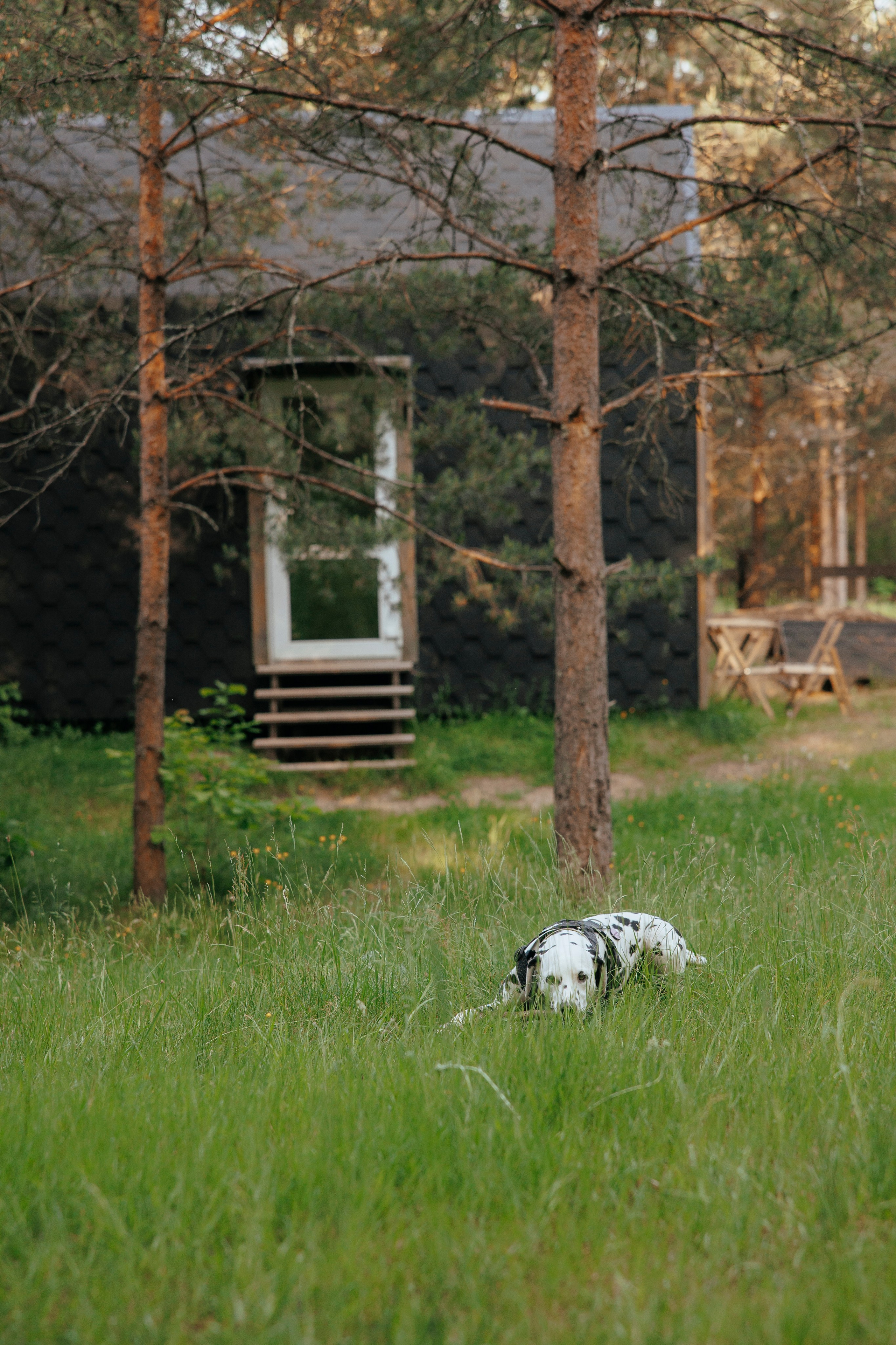 Съемка с собакой. Анастасия Белаш