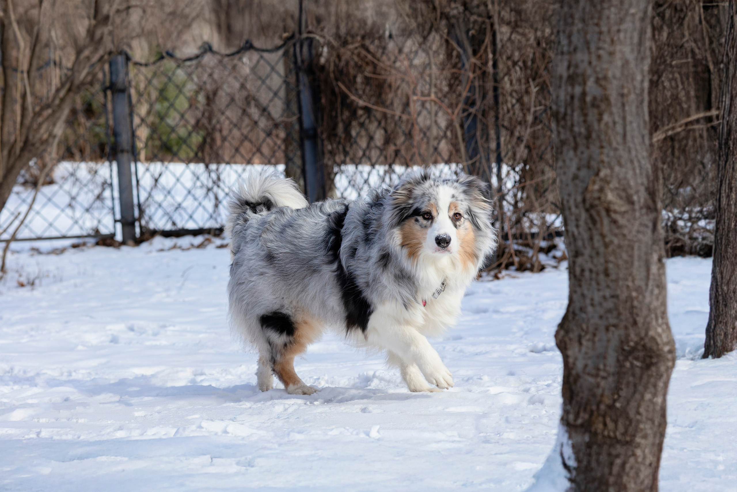 Съемка с собакой. Анастасия Белаш