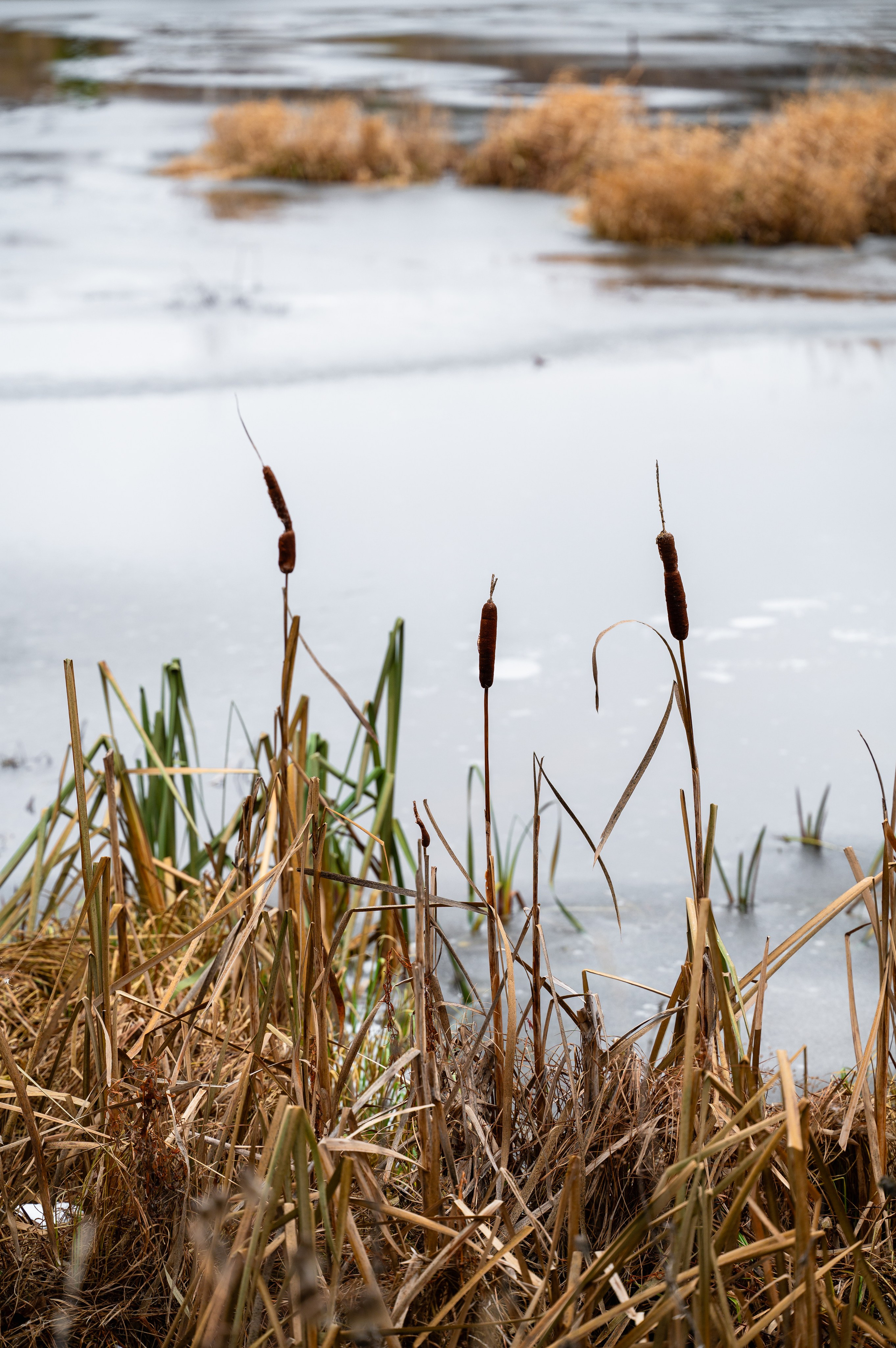 Природа. Максим Егоров, г. Ижевск. Репортажная, предметная съёмка и фуд-фотография