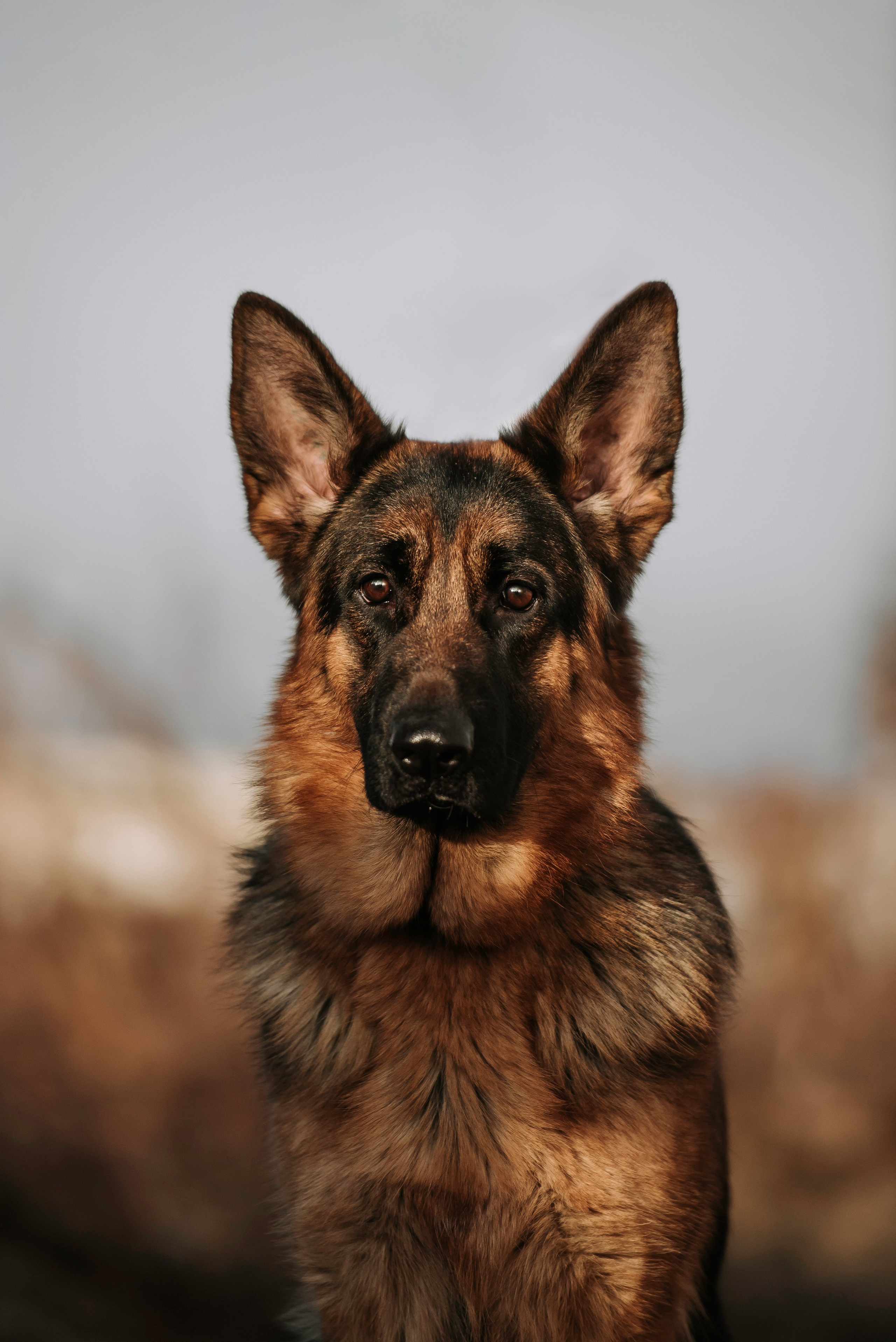 Собаки уличные. Фотограф Диана Оленина Красноярск / Братск