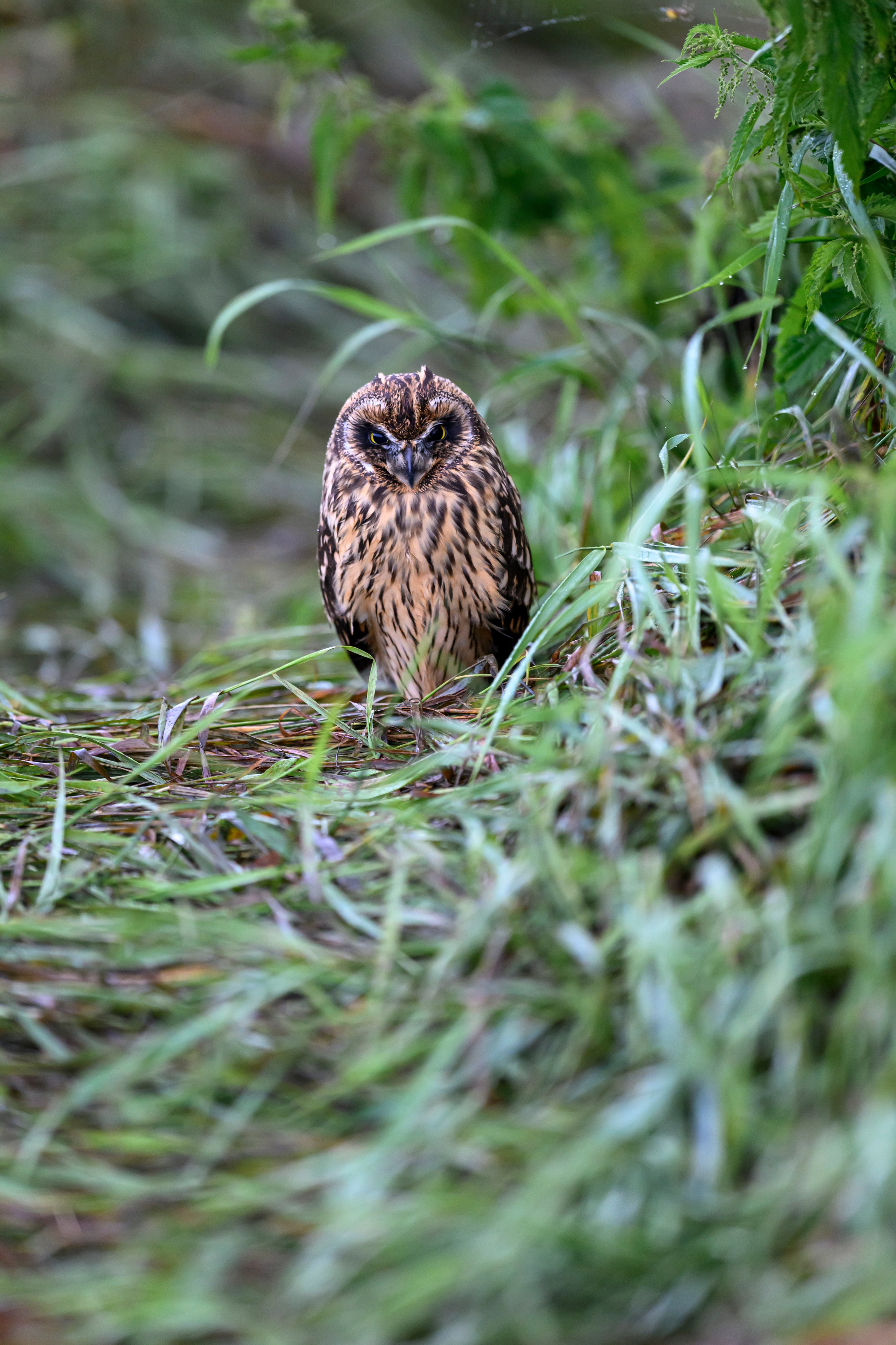 Совенок на ширик | Owlet with wide lens. Фотограф Сергей Пупонин