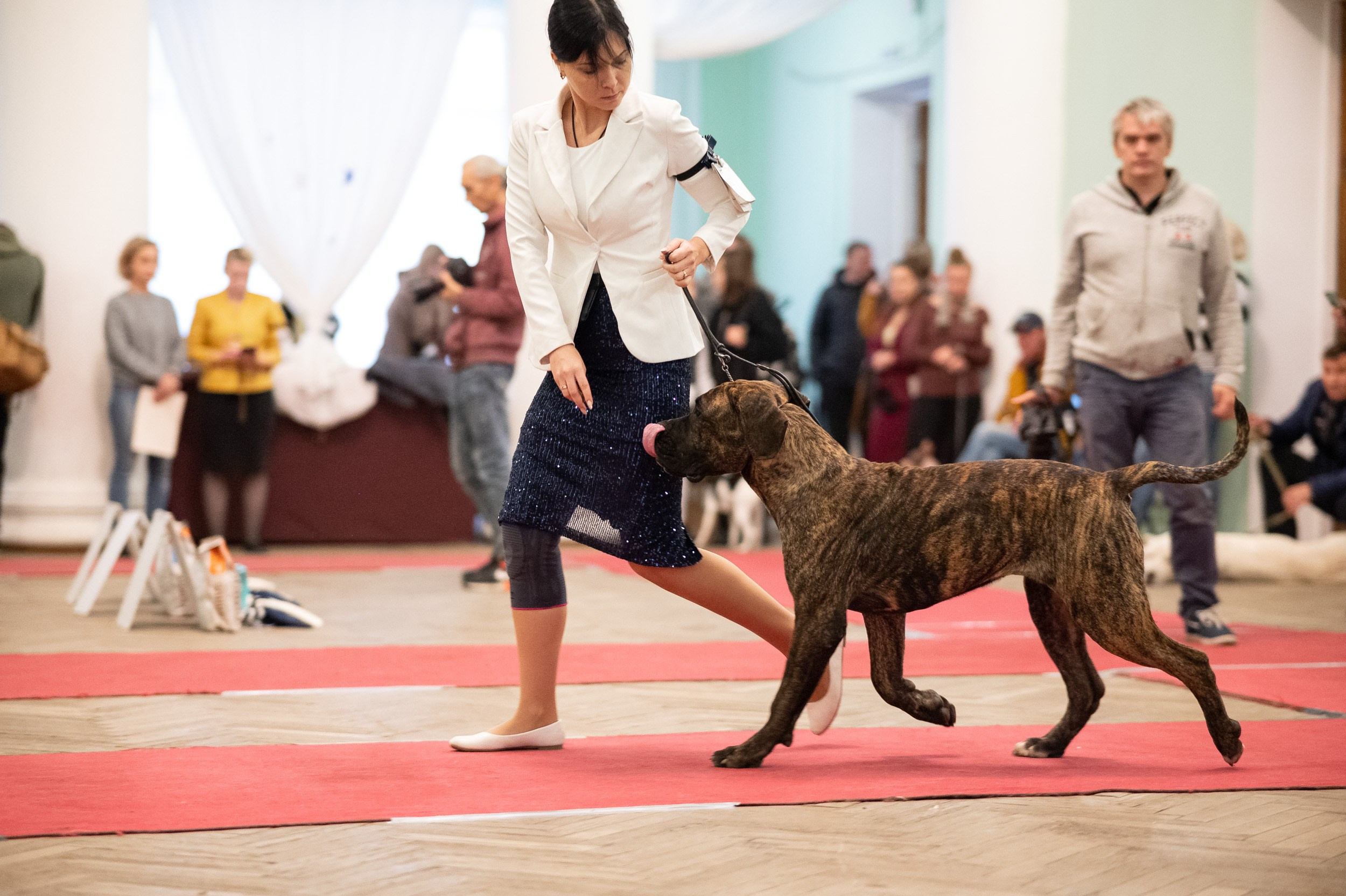 Выставка собак. Фотограф и видеооператор в Туле | Даниил Рыбак