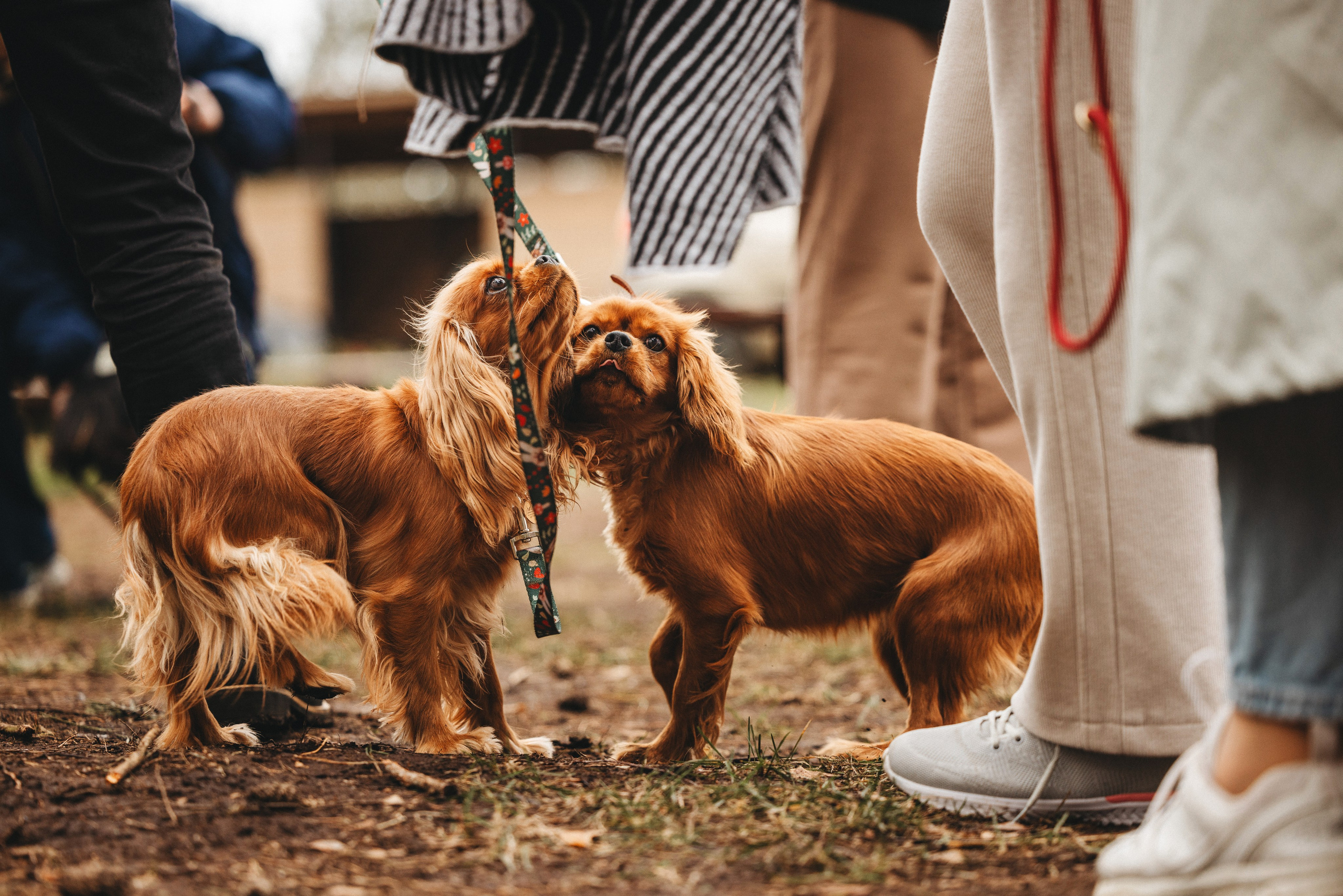 Встреча ККЧС. Фотограф анималист Осипчикова Мария