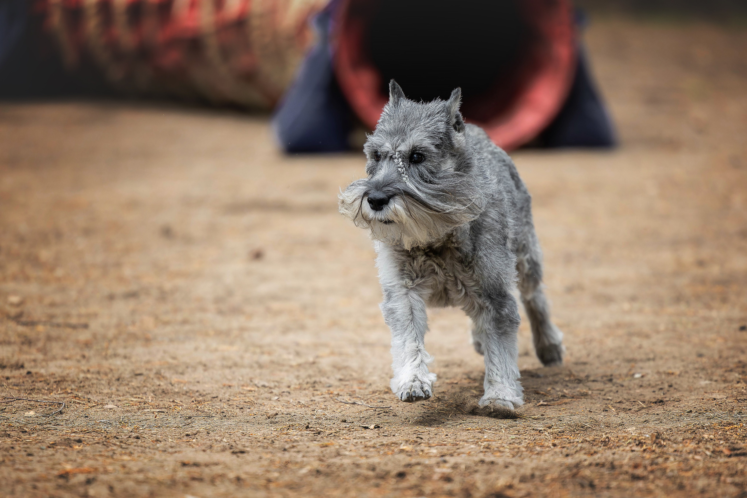 Тренировка аджилити. Фотограф Анималист в Перми Анастасия Остерман