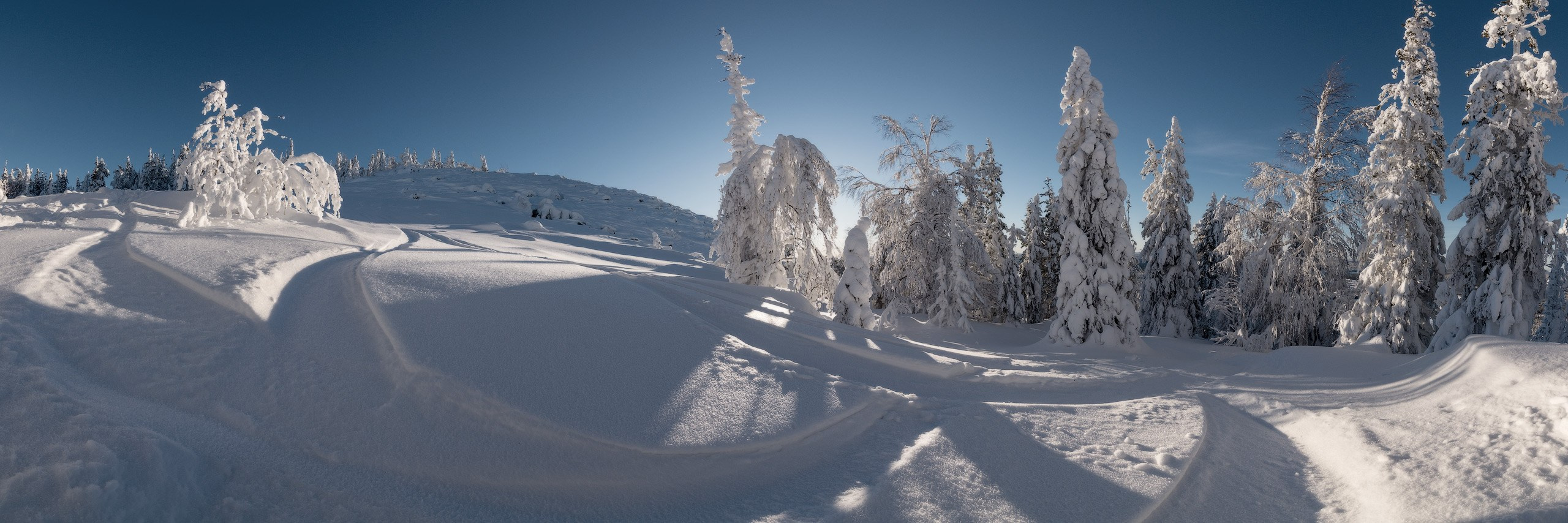 Глубокие сугробы зимнего леса скрывают под собой тропинки Белой горы.