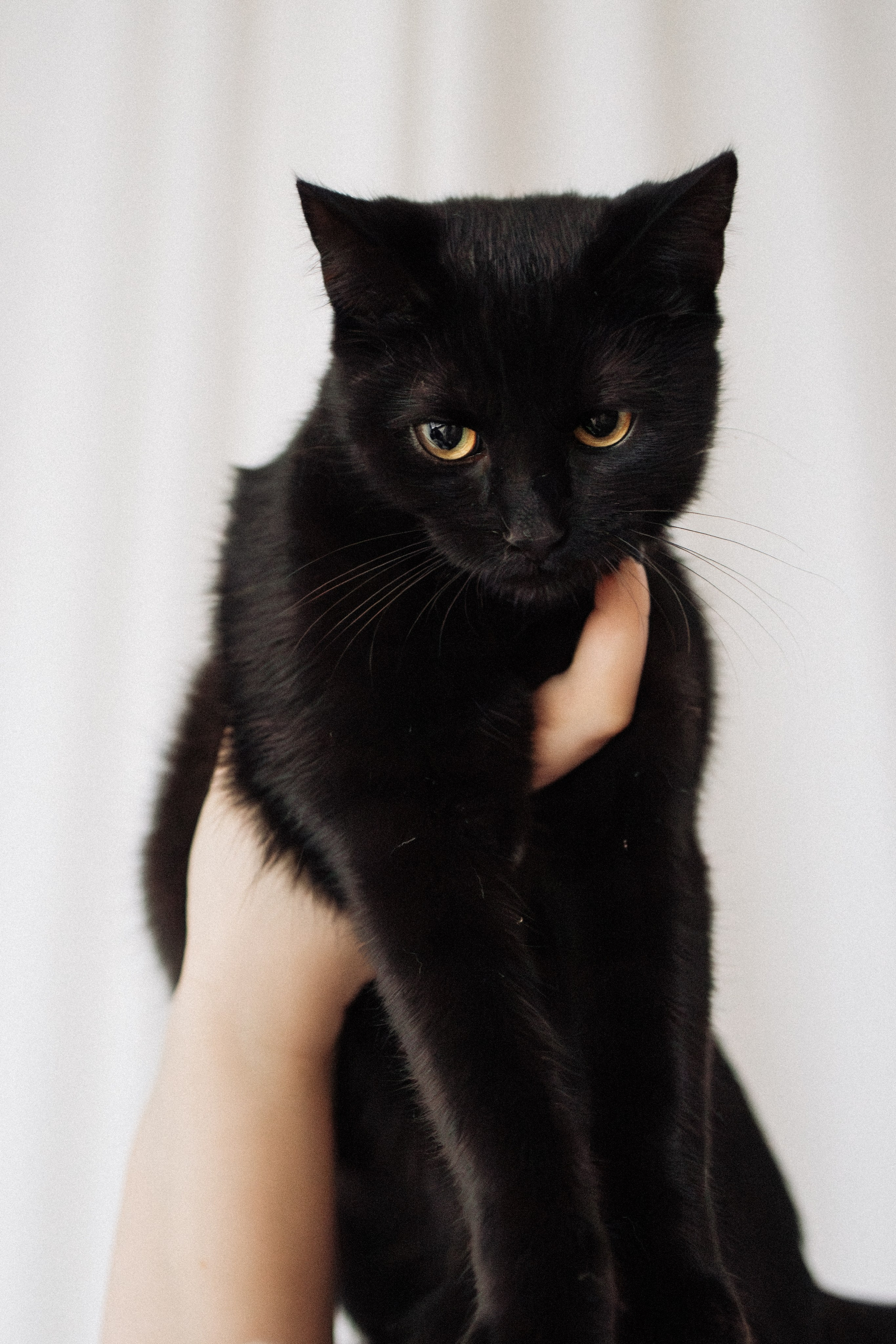 Orozyme&Emmiepet. Фотораф — анималист Мария Шистка