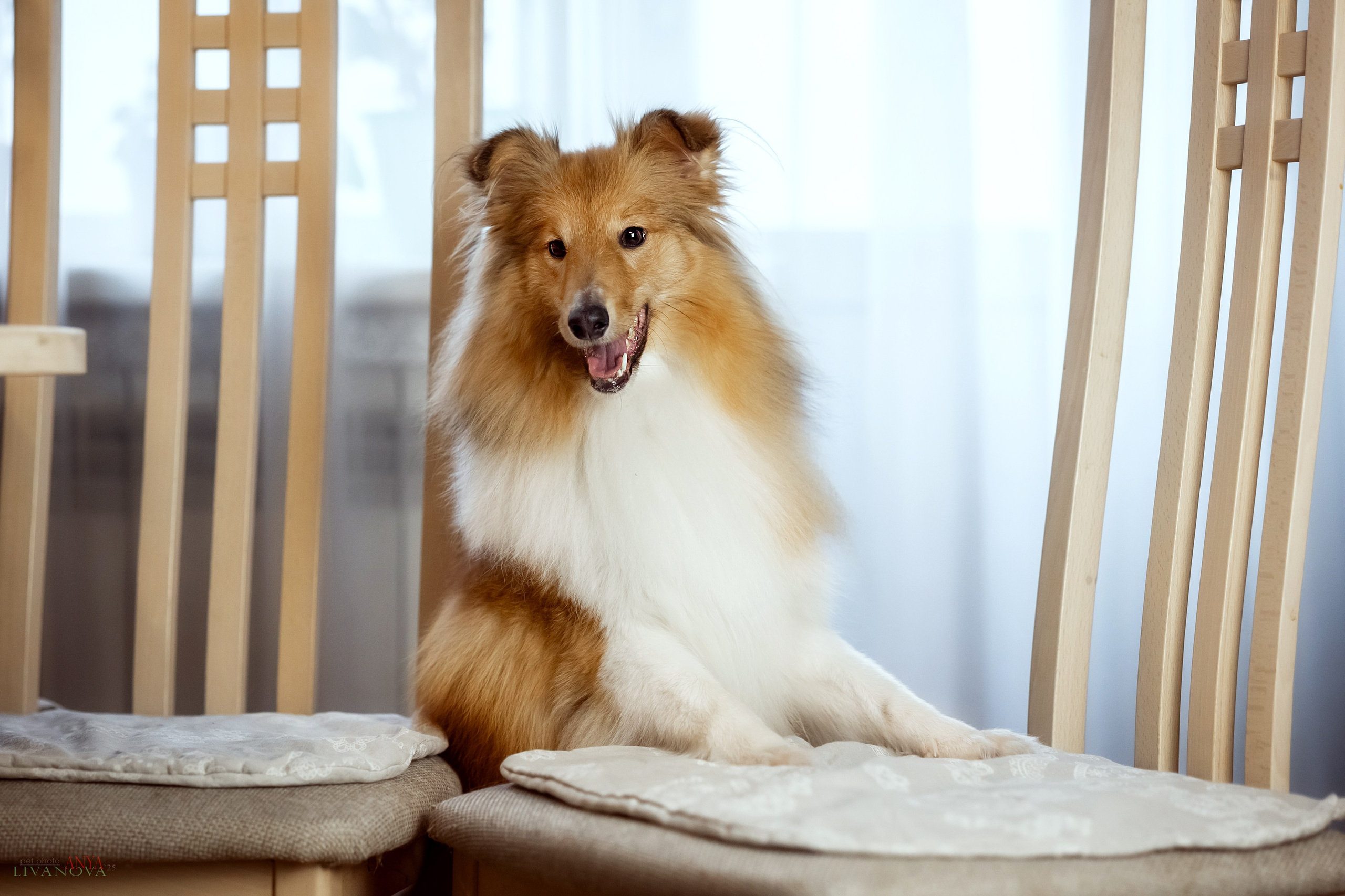 Ника. Фотограф анималист Аня Ливанова | Рыбинск