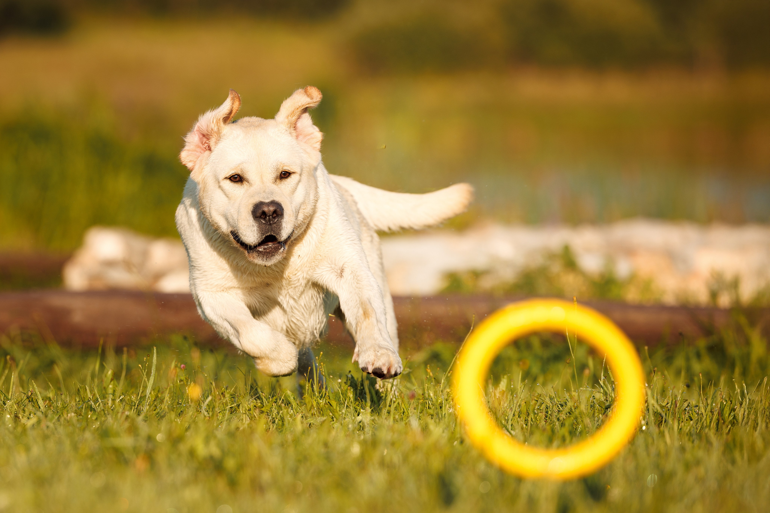 Фотограф-анималист и бренд-фотограф в Москве | Фотография собак, людей, бизнес-портрет