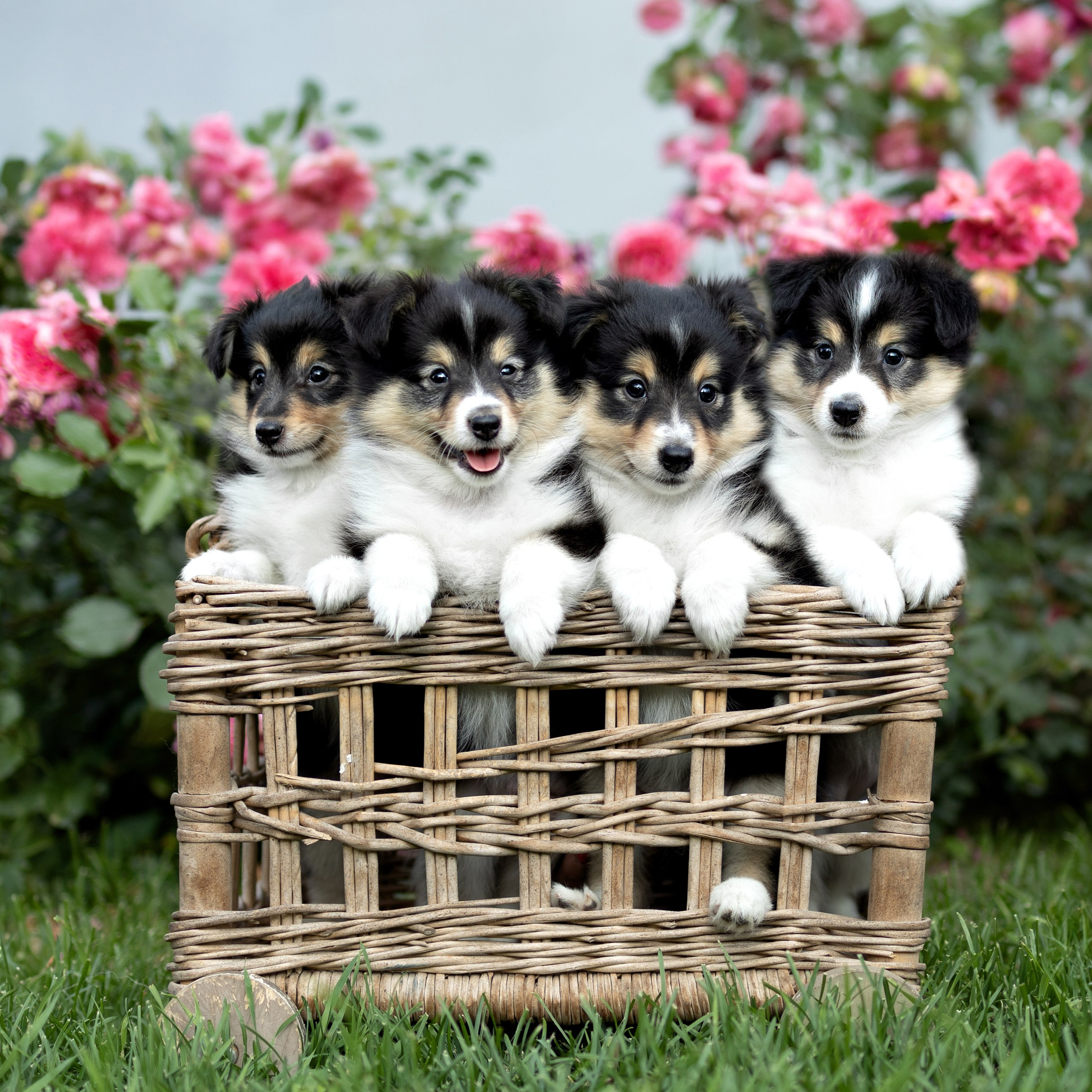 Портфолио: Фотосъёмка щенков в Москве и области — трогательные моменты. Фотограф-анималист и бренд-фотограф в Москве | Фотография собак, людей, бизнес-портрет