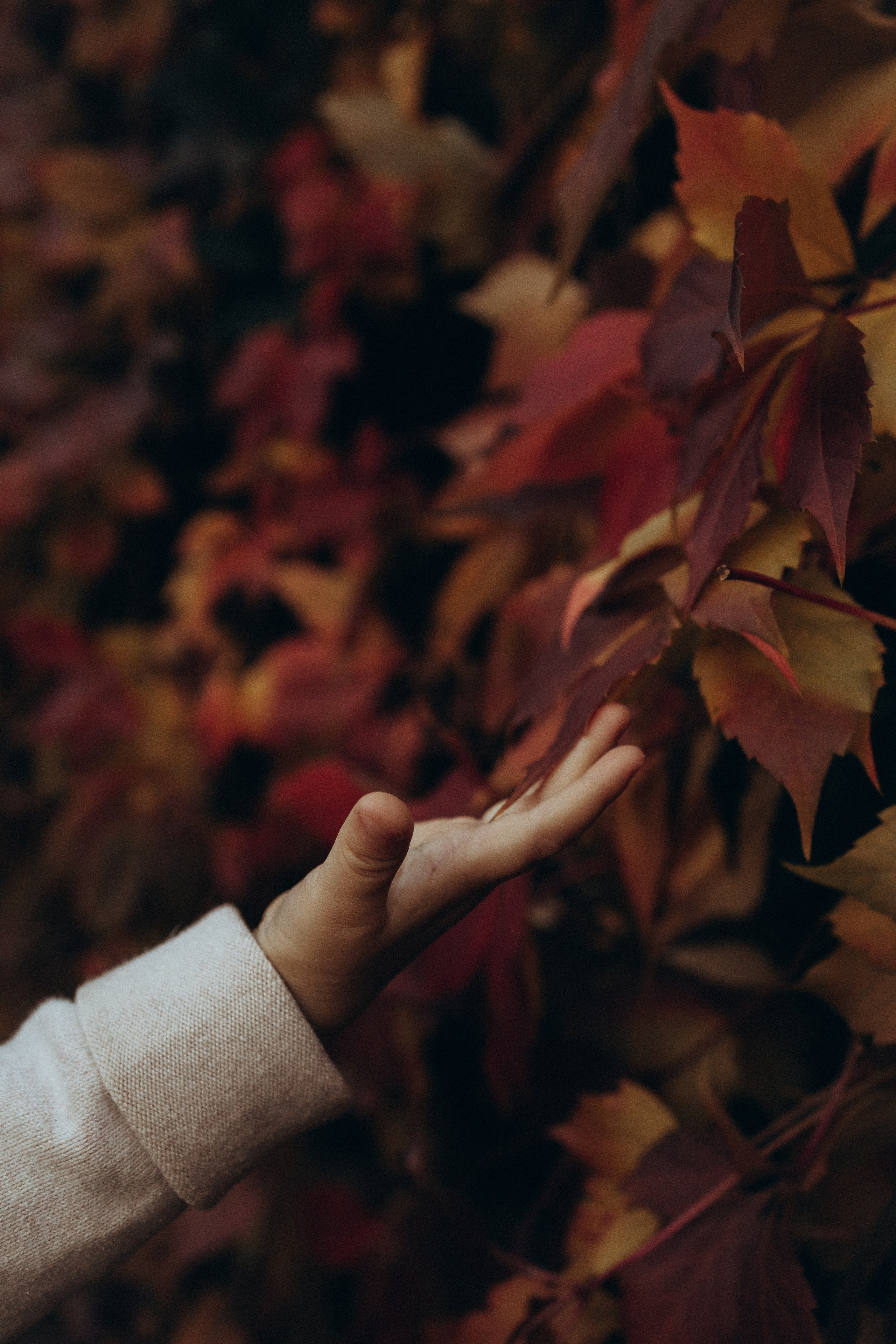 Дома кот и пироги. Фотограф Москва Алёна Суворова