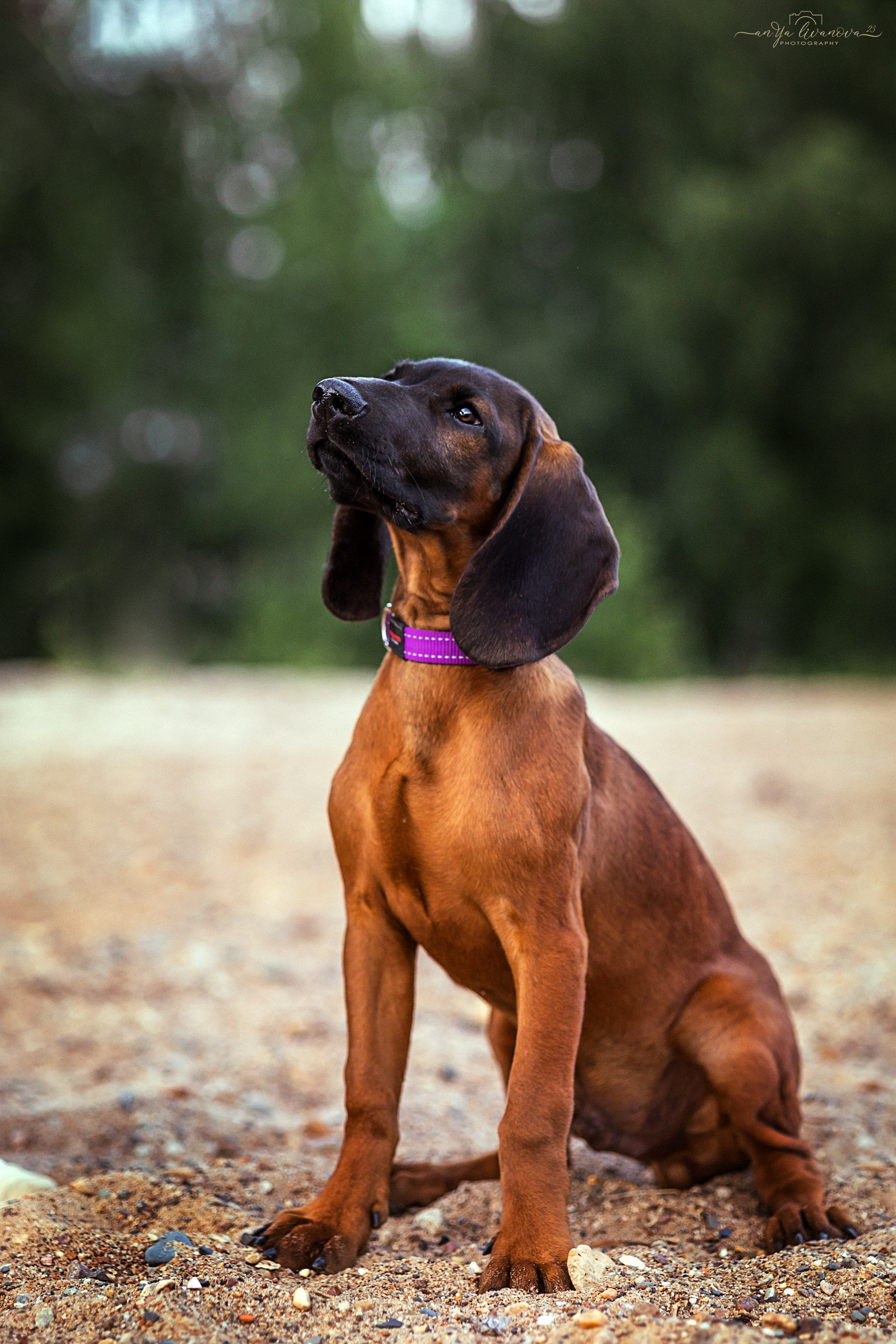 Баварчик. Фотограф анималист Аня Ливанова | Рыбинск