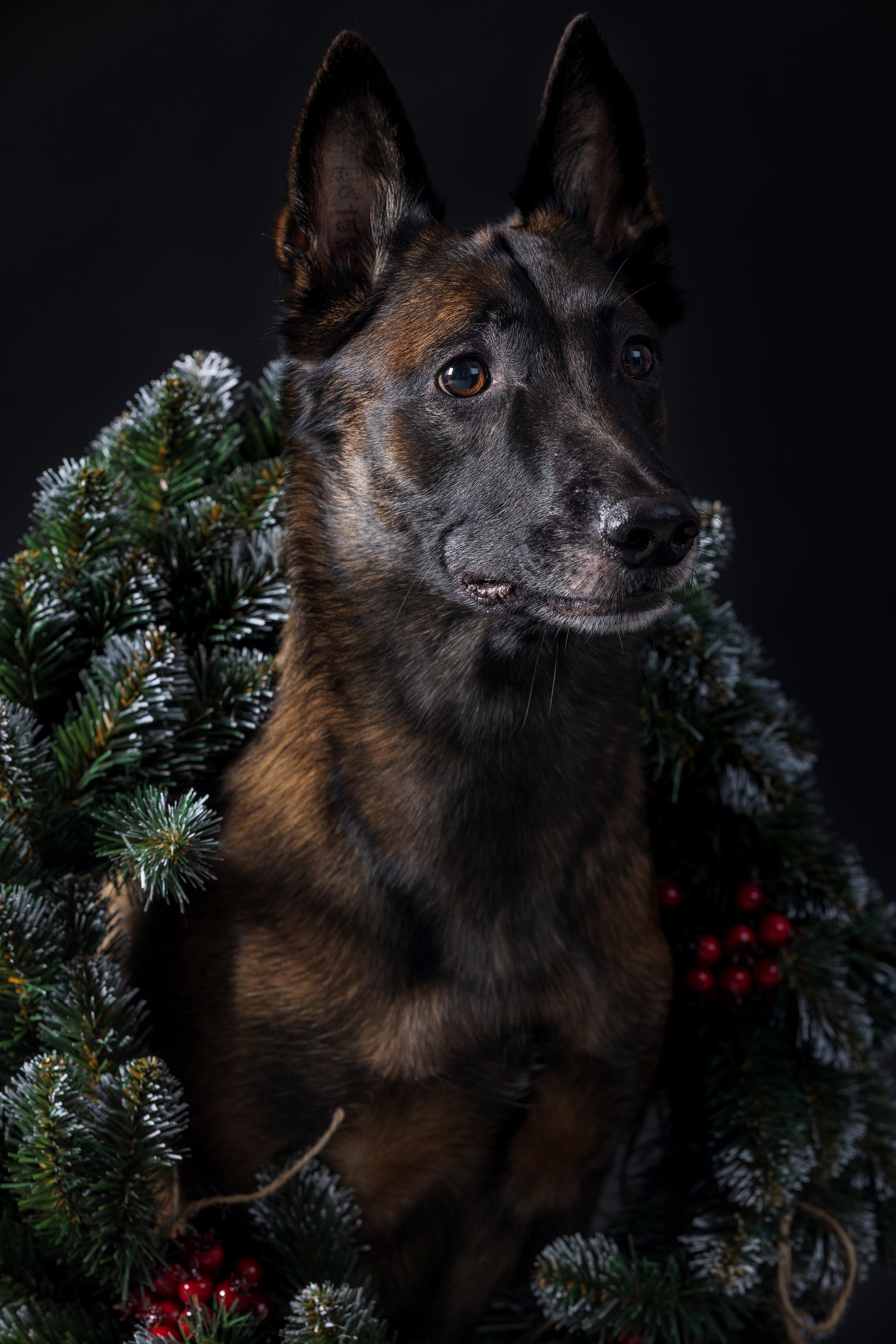 Хвостатый Новый Год. Фотограф Алена Звездина
