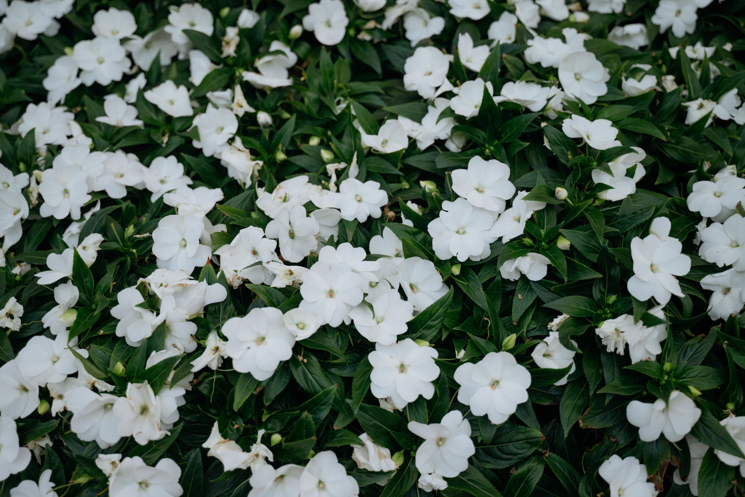 Прогулка к завтраку