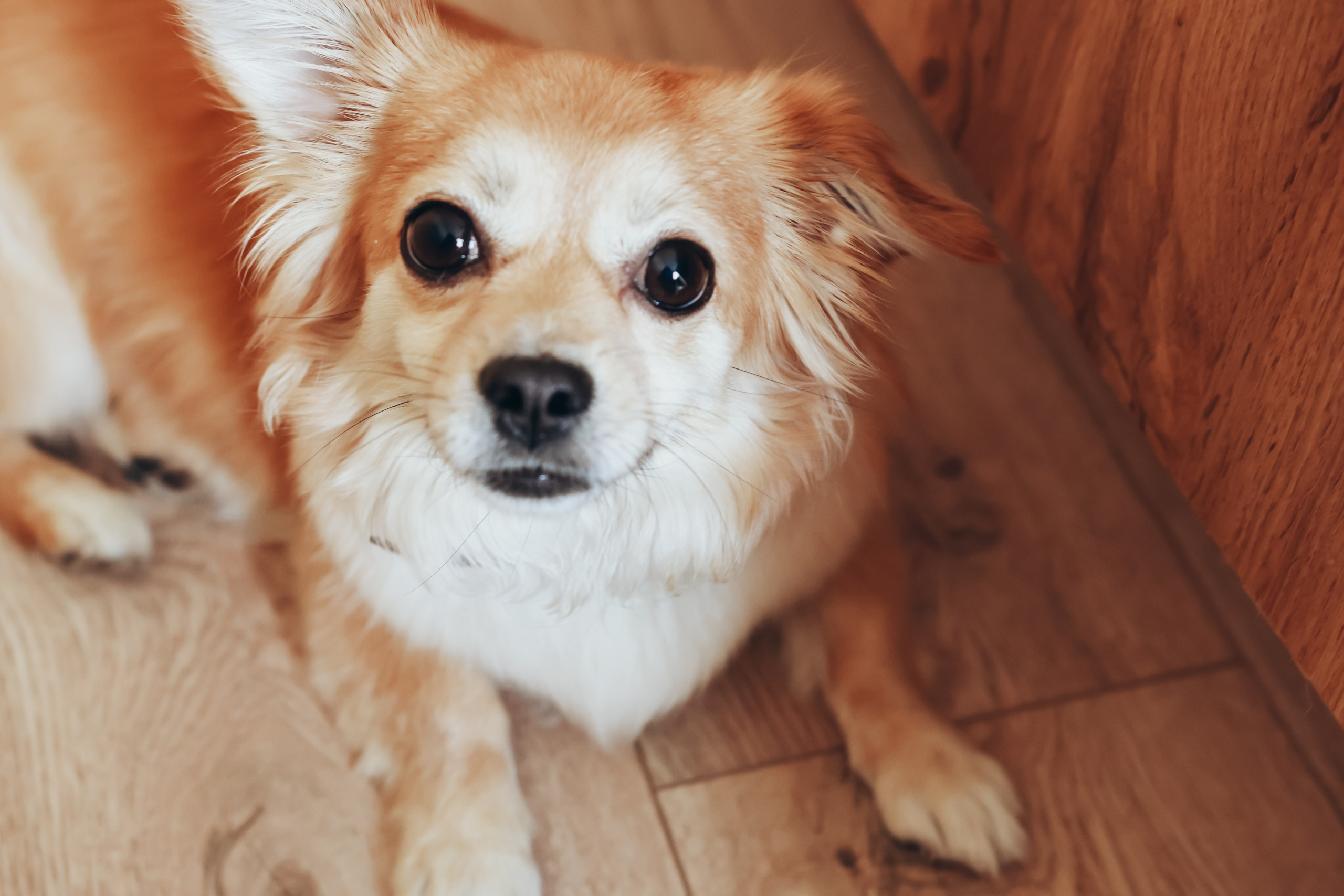 Домашняя семейная фотосессия с новорожденным. Фотограф в Екатеринбурге Пойгина Елена