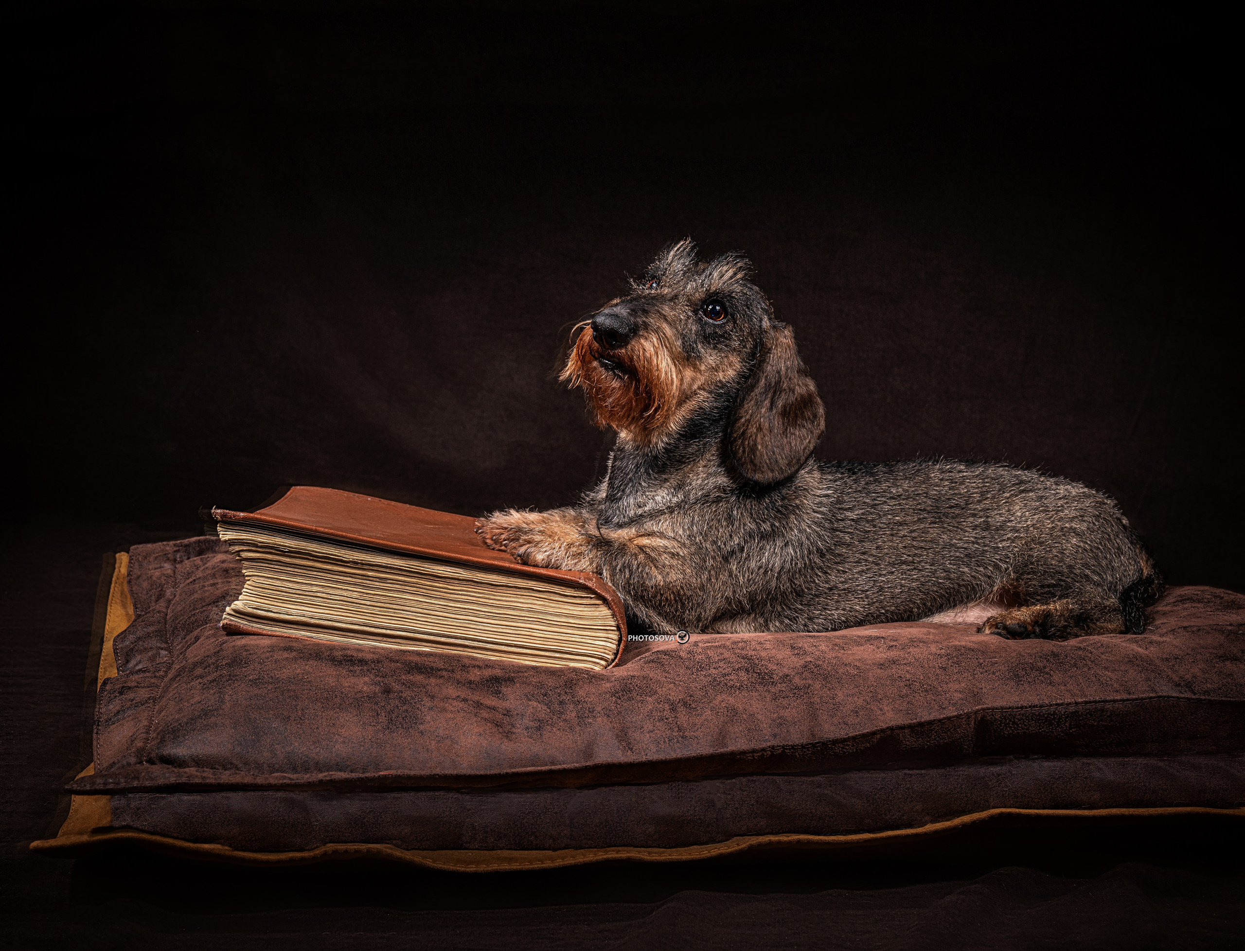 ФОТОПАМЯТЬ ВАШИХ ЭМОЦИЙ. Фотограф-анималист, семейный фотограф в Москве и Подмосковье. Фотосъёмка кинологических дисциплин