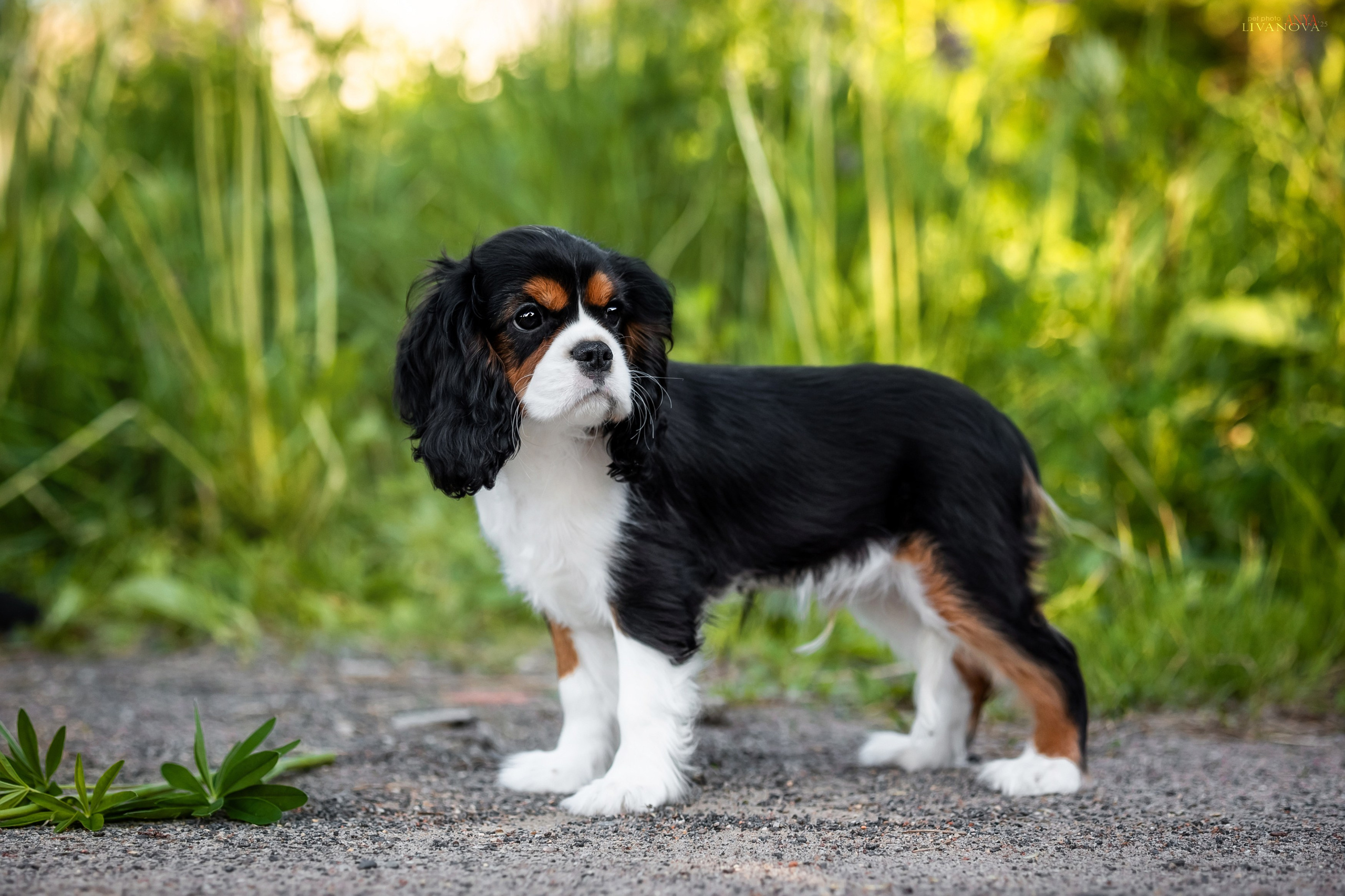 Кавалерчик. Фотограф анималист Аня Ливанова | Рыбинск