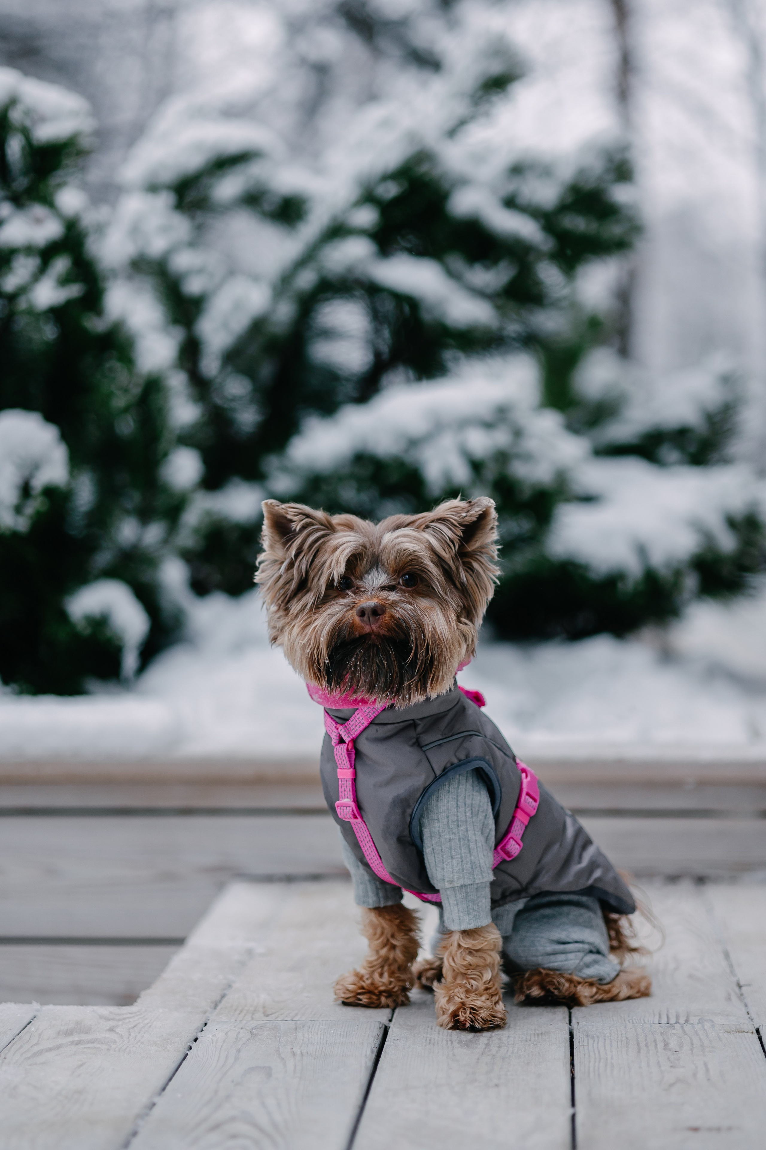 Лиза и Рикки. Фотограф-анималист в Санкт-Петербурге Алина Яхонт