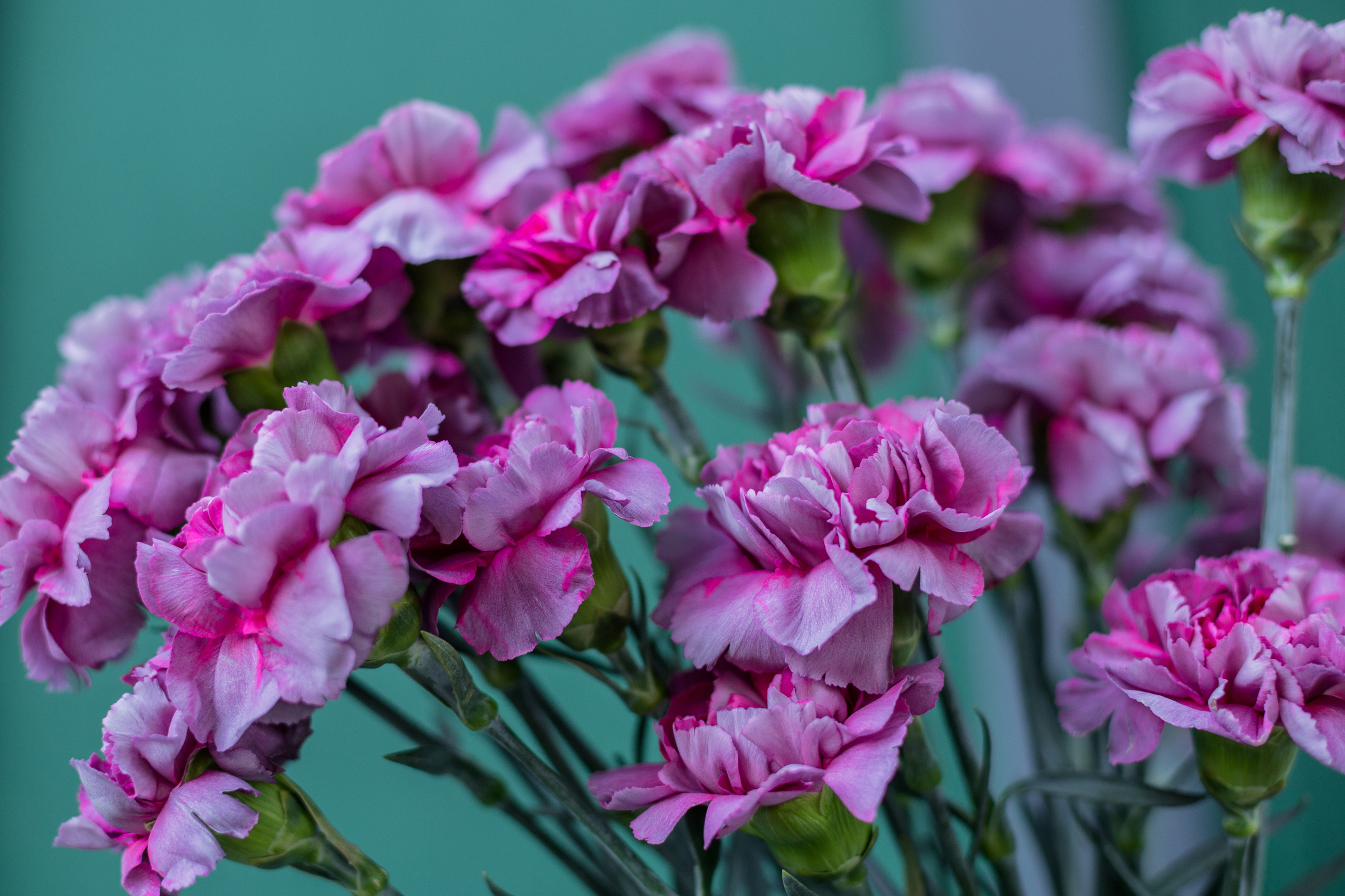 Pascal Flowers. Photographer in Montenegro — professional photoshoots