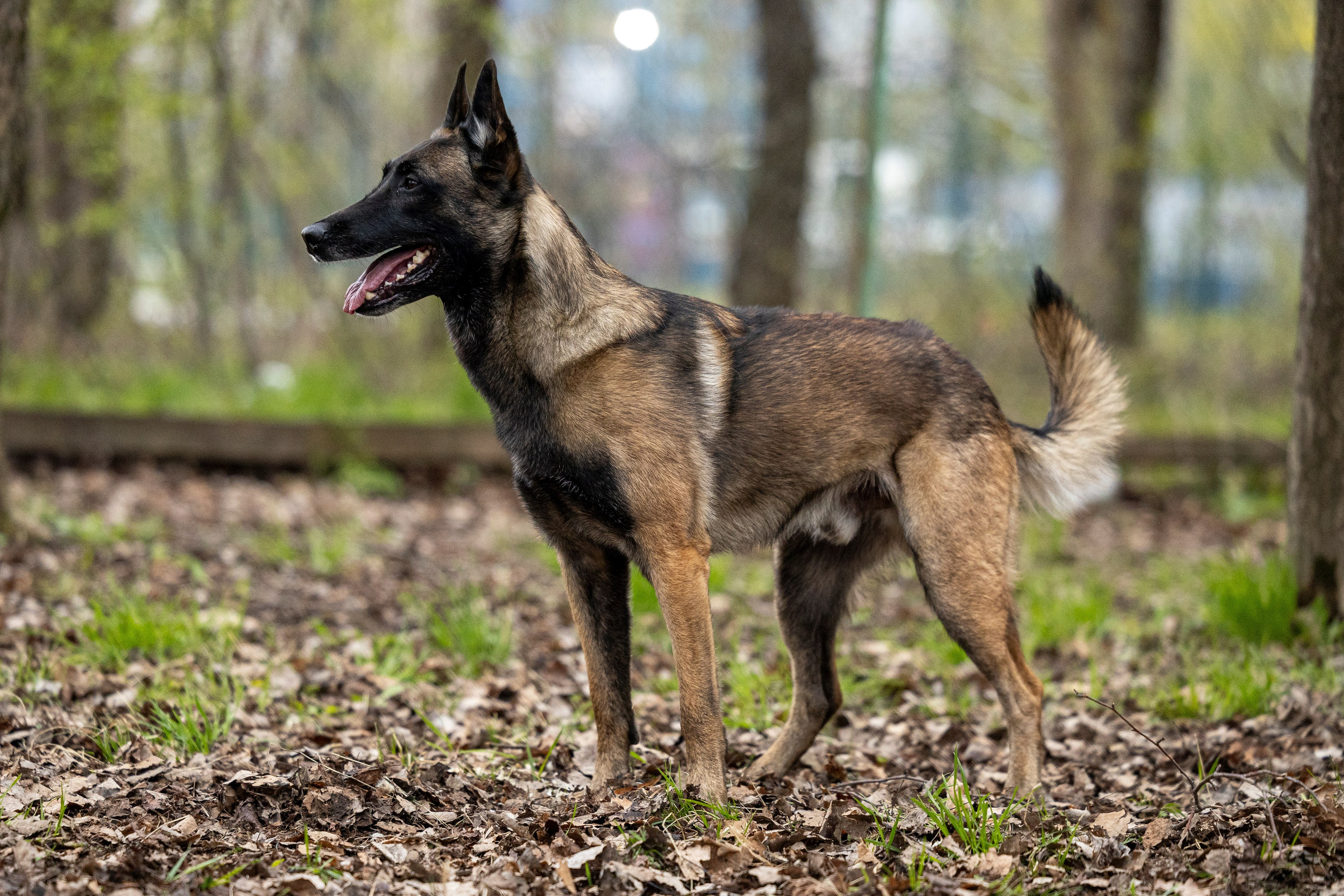 Квалификационные состязания по мондьорингу г. Вологда 11.05.24. Фотограф-анималист Анна Маринич