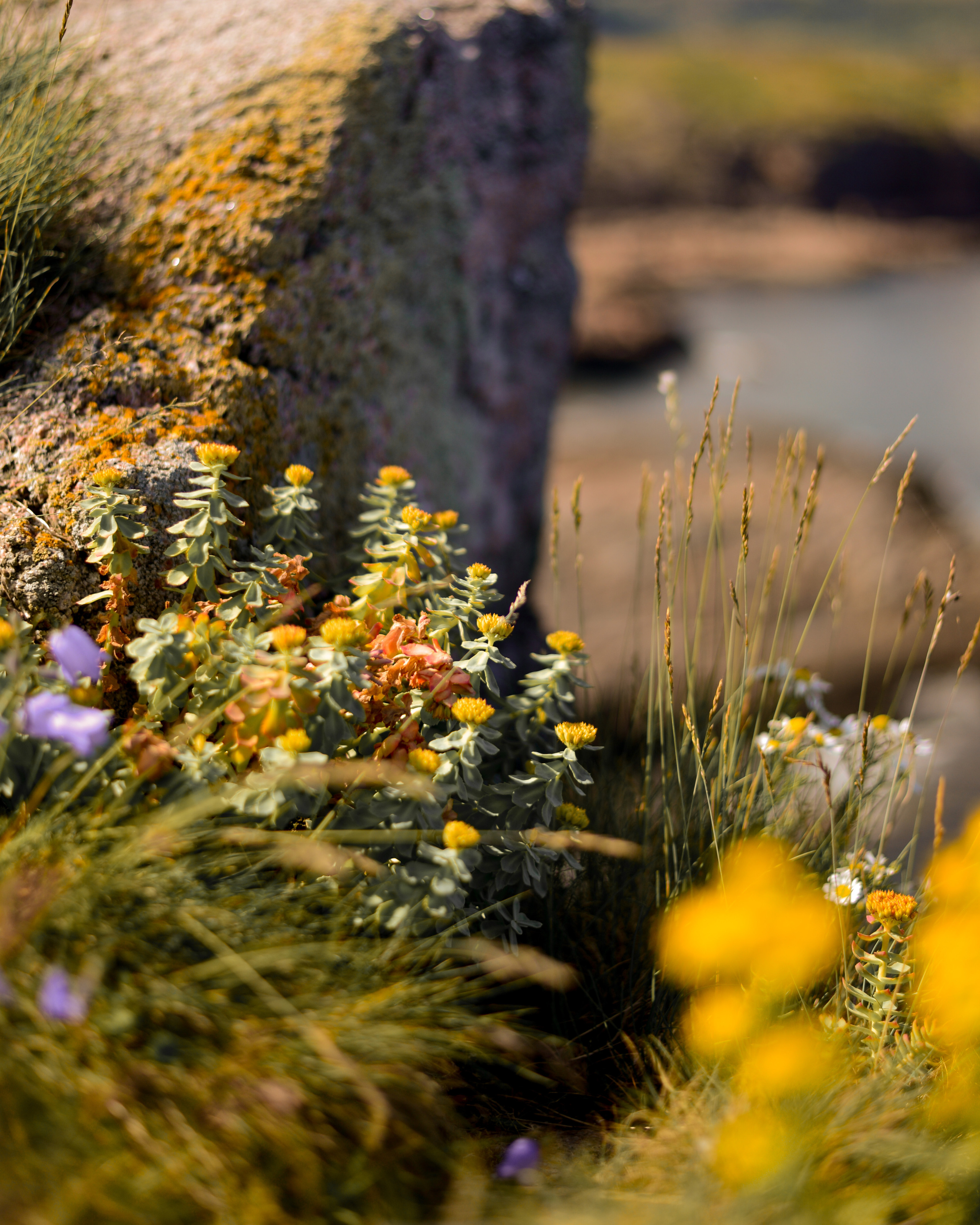 Лето на севере. Abakumova Viktoria